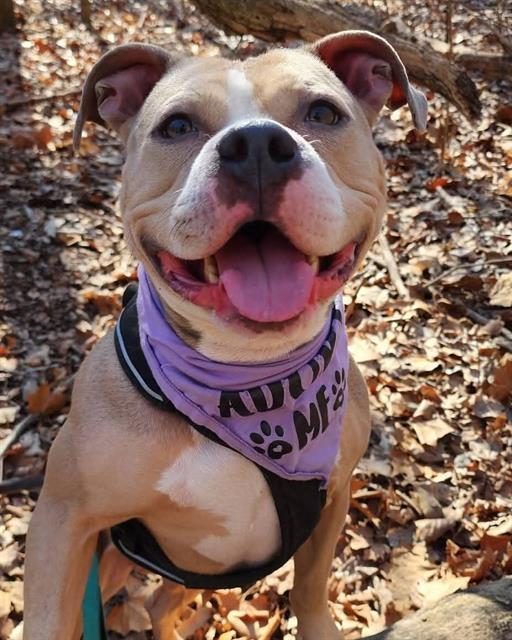 Enlarge FIJI, a Adoptable Pit Bull Terrier in Peoria, IL image 2/3