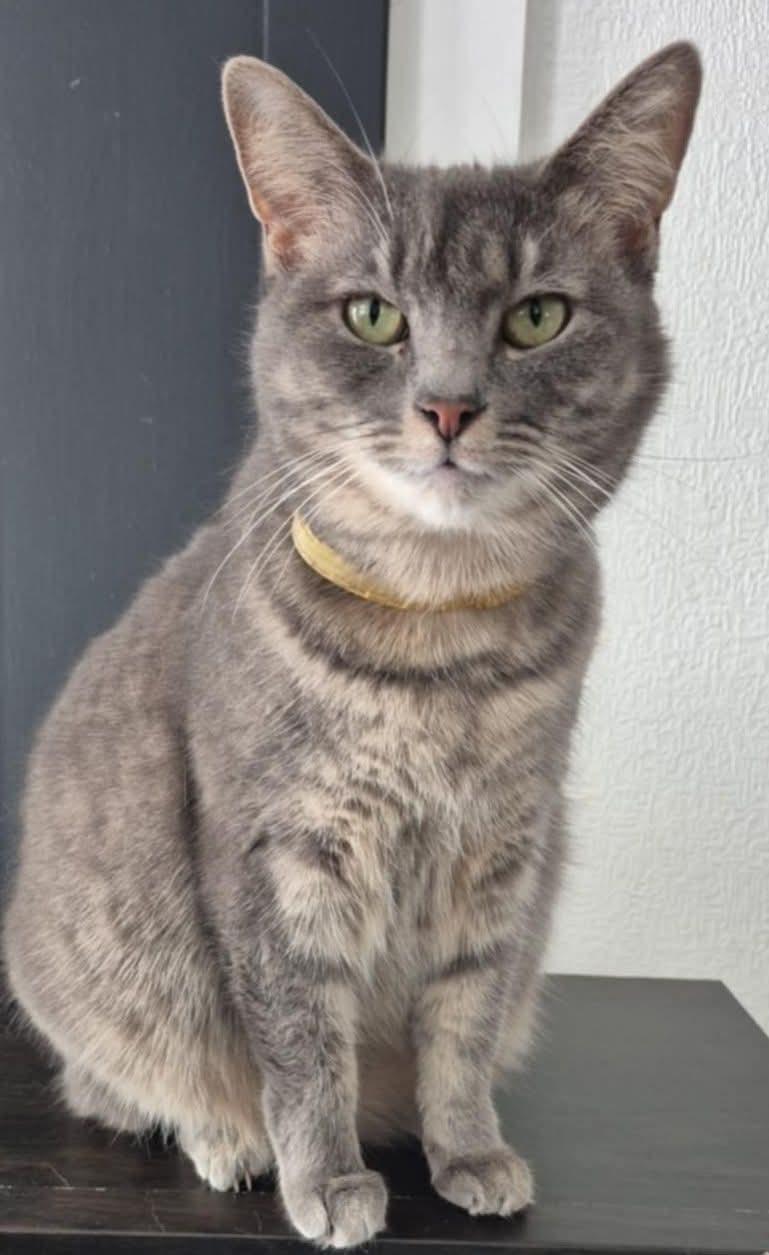 Snickers, ADOPTABLE, Adult Female Domestic Short Hair.