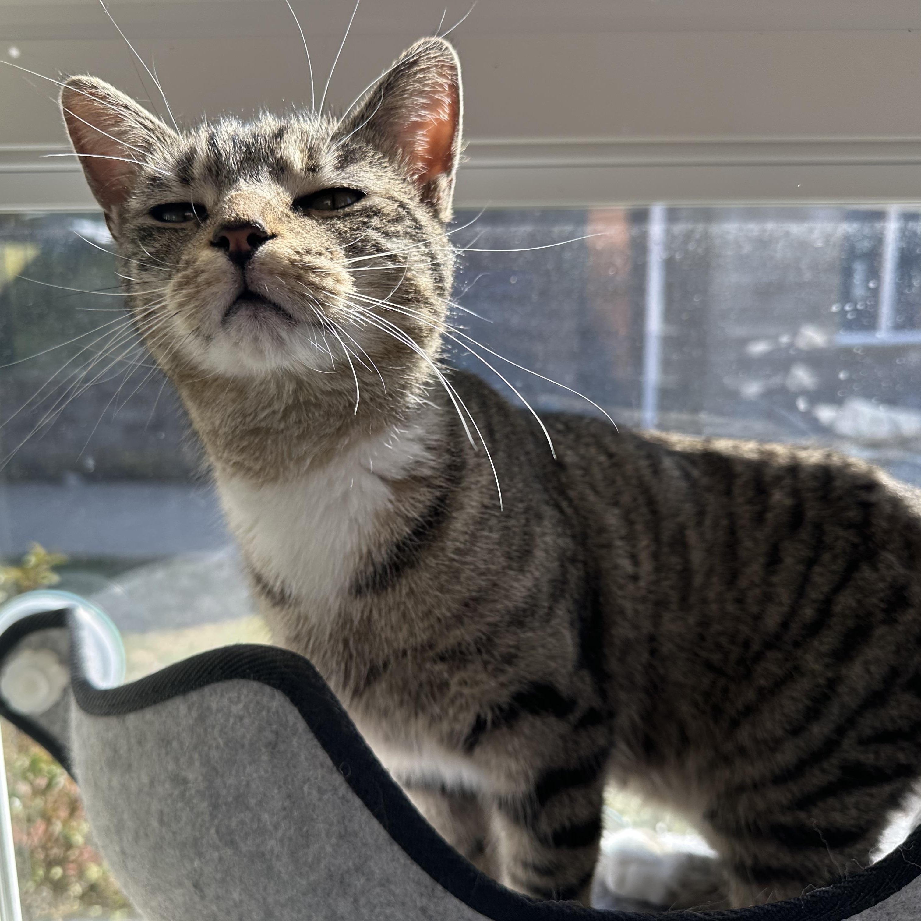 Enlarge Cleopatra, a Adoptable Domestic Short Hair in Latrobe, PA image 2/6