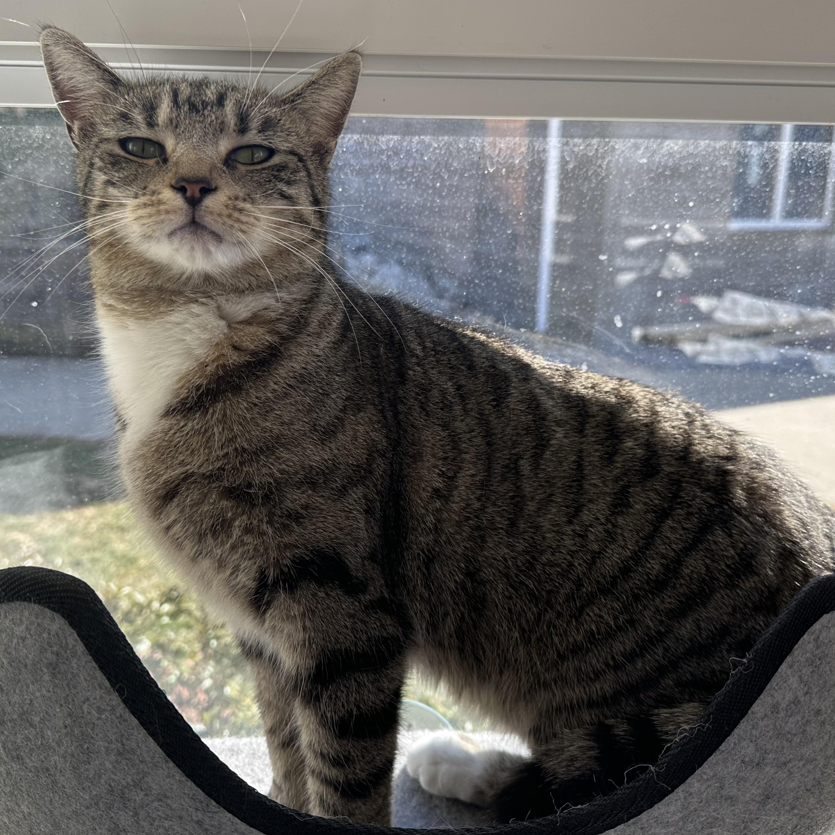 Enlarge Cleopatra, a Adoptable Domestic Short Hair in Latrobe, PA image 6/6