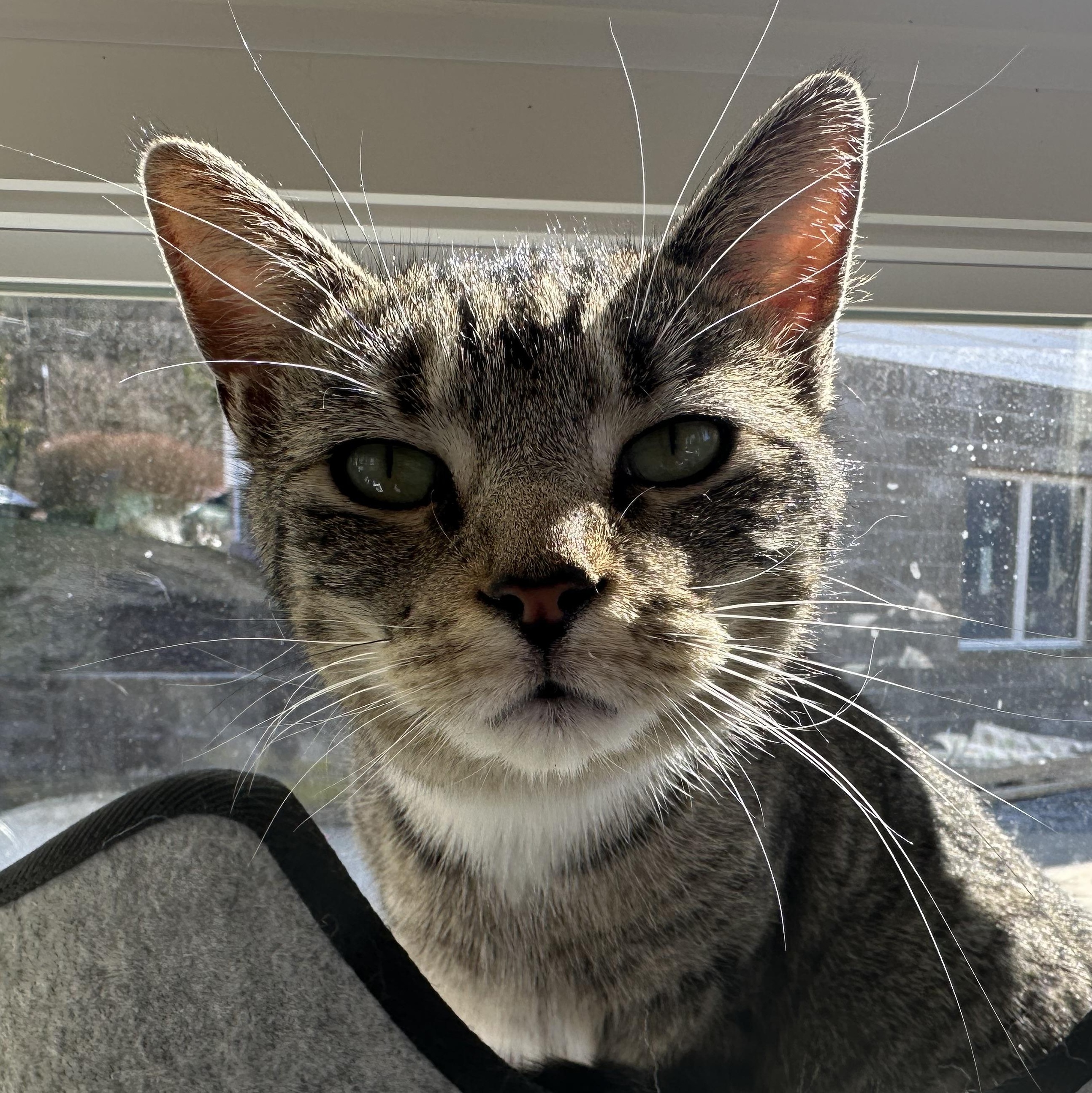 Enlarge Cleopatra, a Adoptable Domestic Short Hair in Latrobe, PA image 3/6