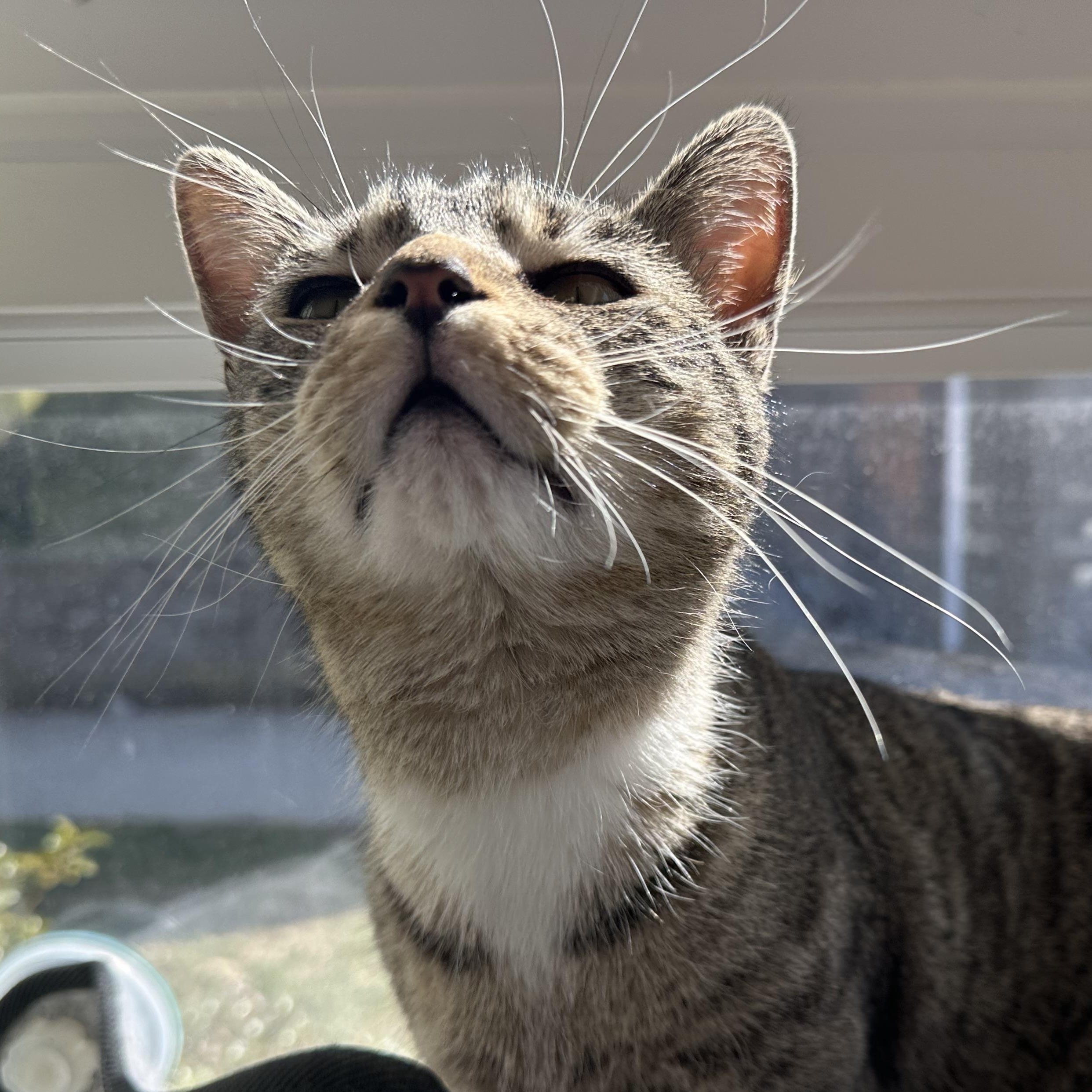 Enlarge Cleopatra, a Adoptable Domestic Short Hair in Latrobe, PA image 4/6