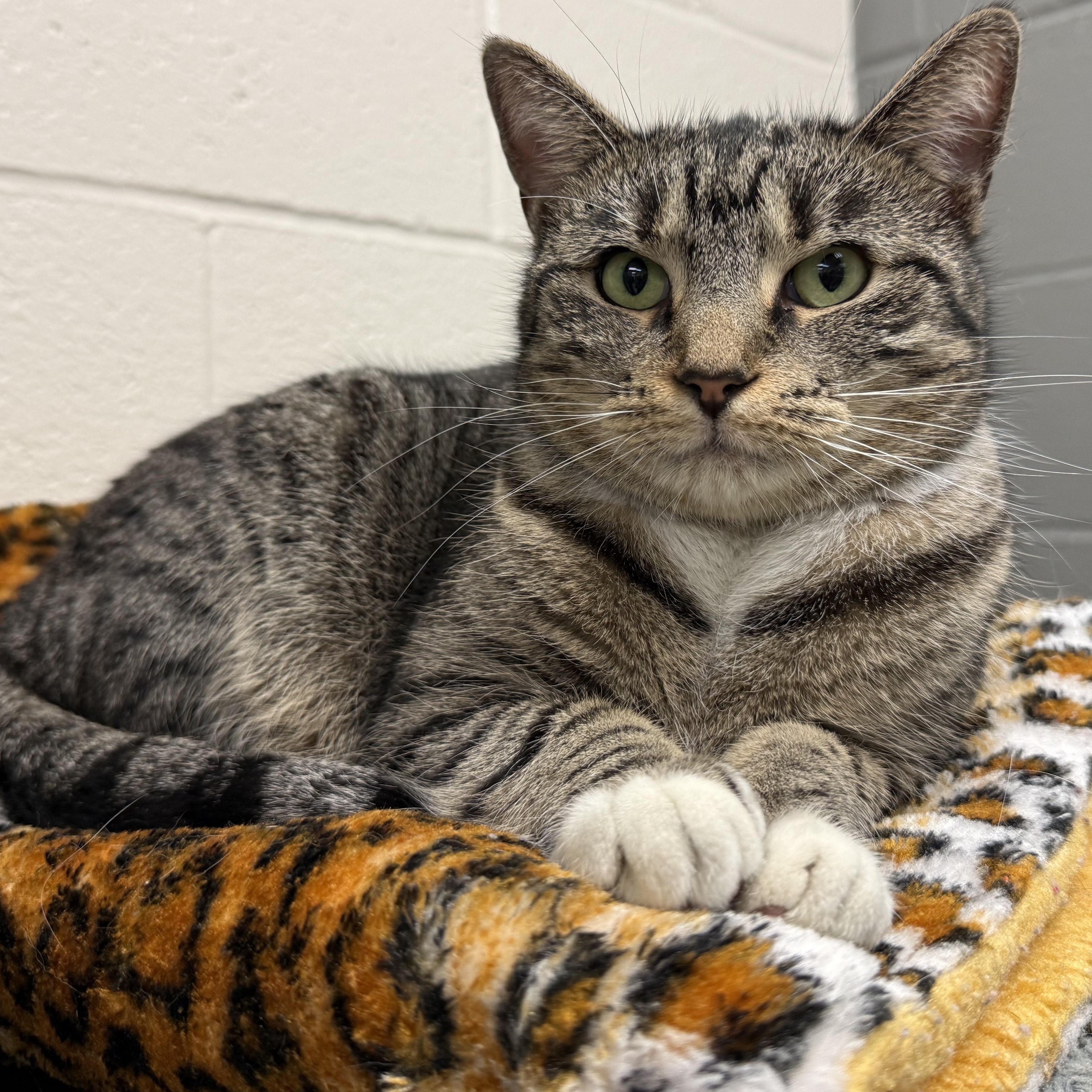 Cleopatra, a Adoptable Domestic Short Hair in Latrobe, PA image 1/5