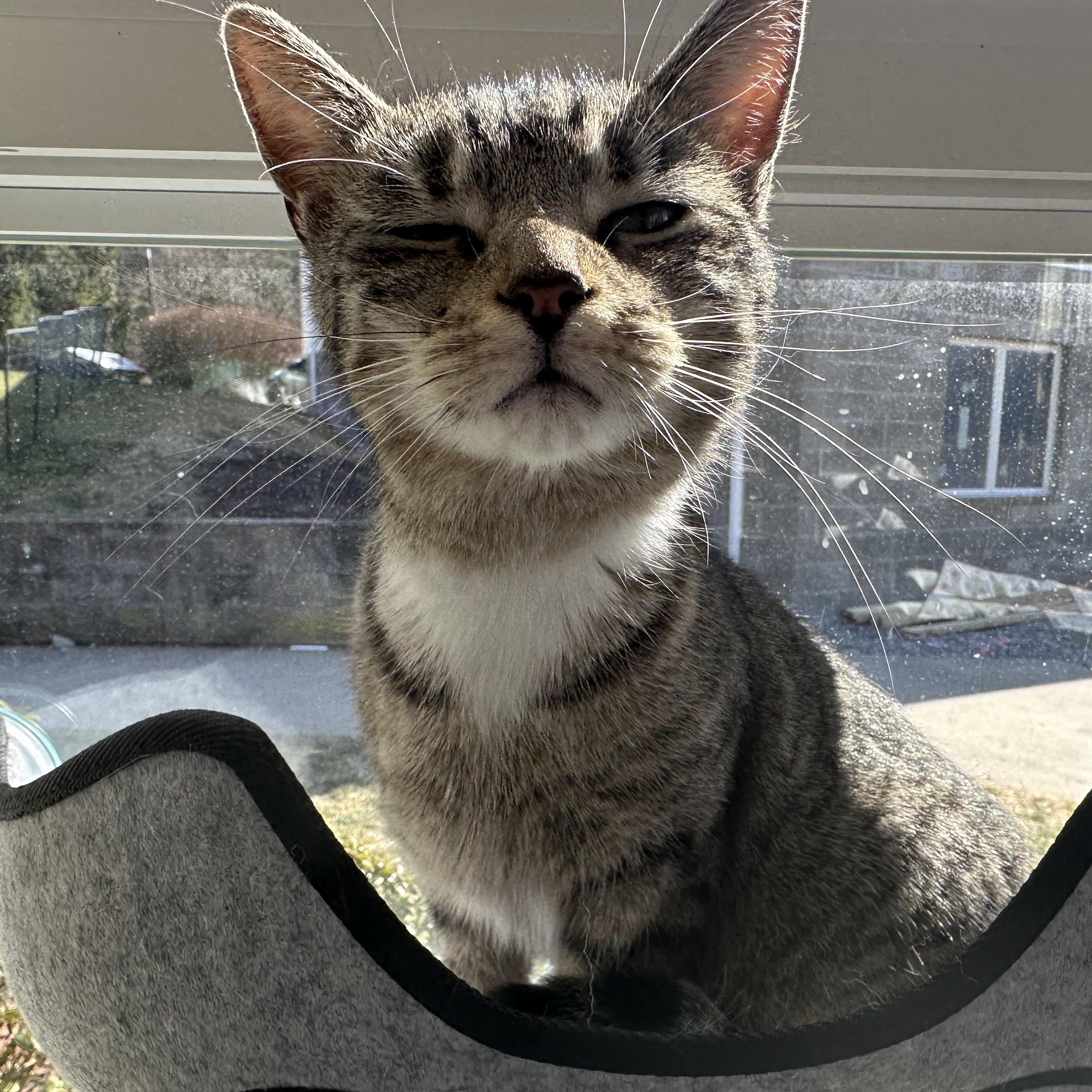 Enlarge Cleopatra, a Adoptable Domestic Short Hair in Latrobe, PA image 5/6