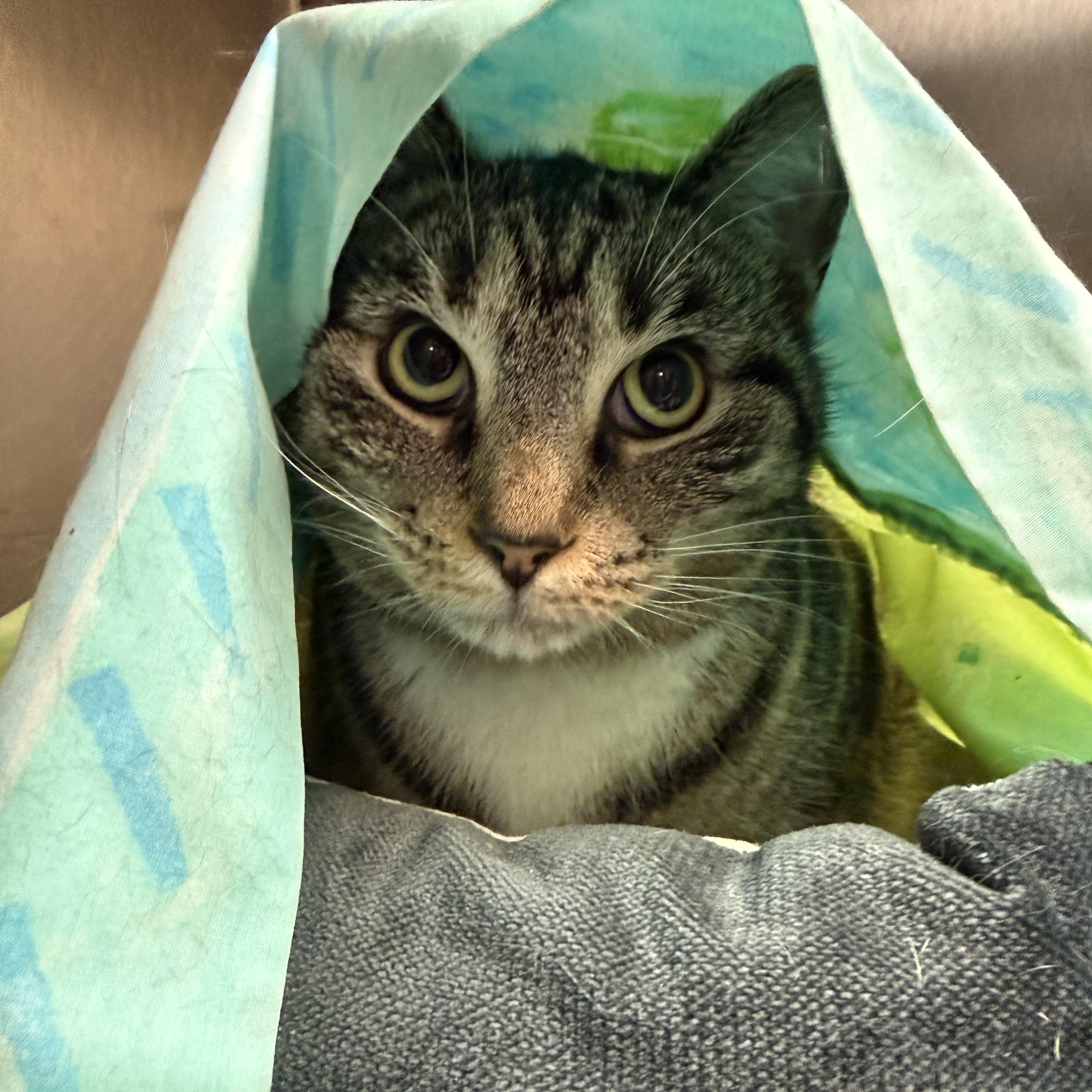 Enlarge Cleopatra, a Adoptable Domestic Short Hair in Latrobe, PA image 4/5