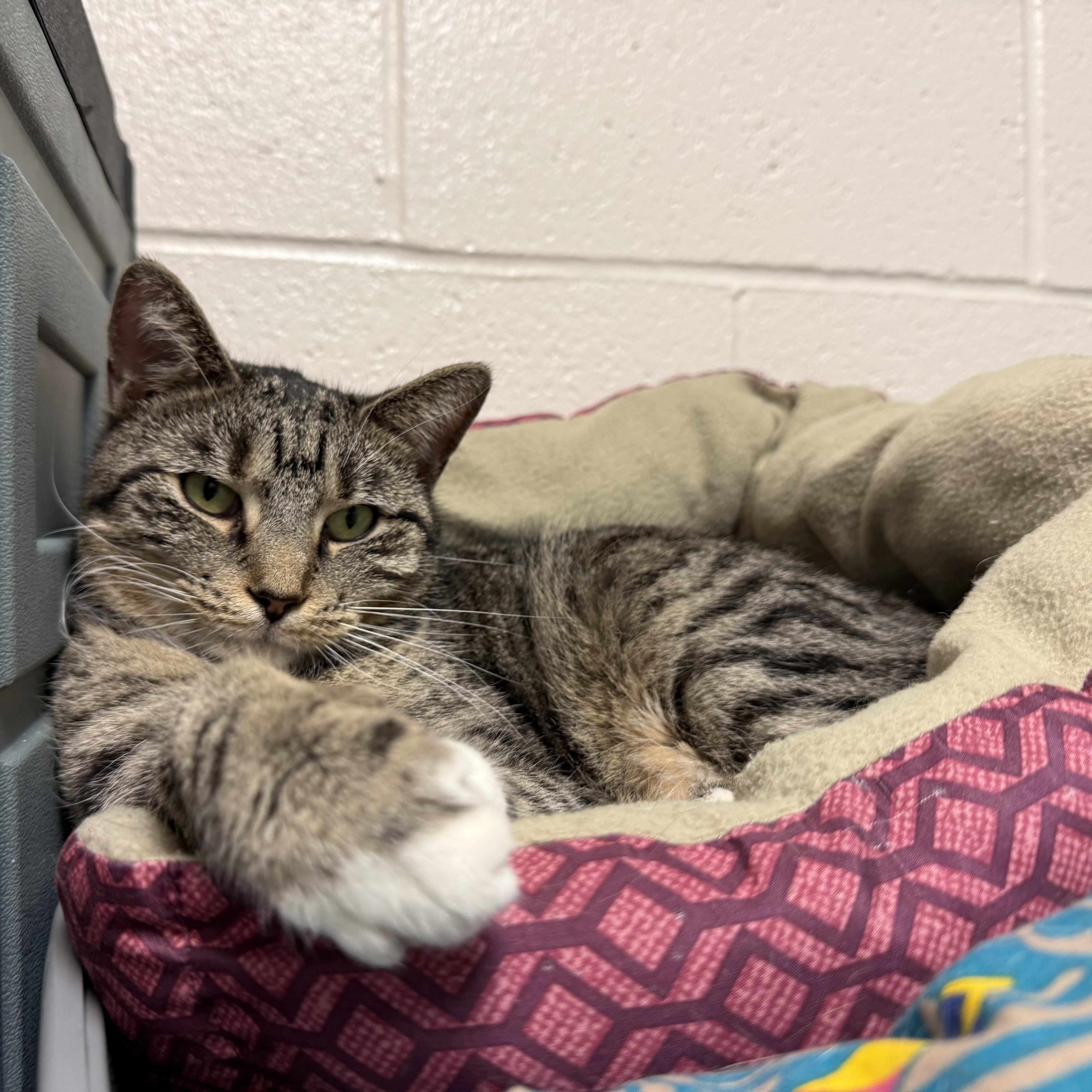 Enlarge Cleopatra, a Adoptable Domestic Short Hair in Latrobe, PA image 2/5