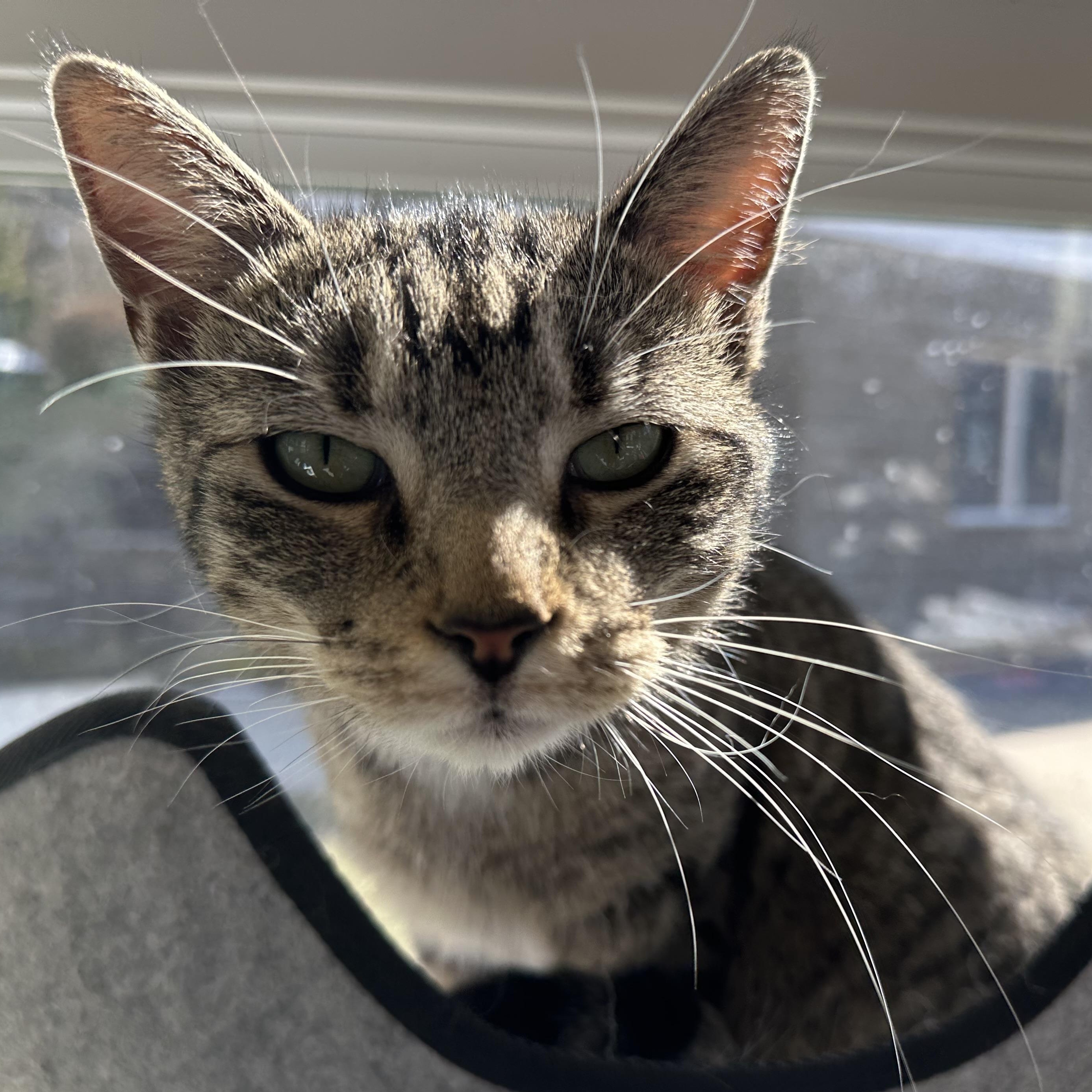 Enlarge Cleopatra, a Adoptable Domestic Short Hair in Latrobe, PA image 1/6