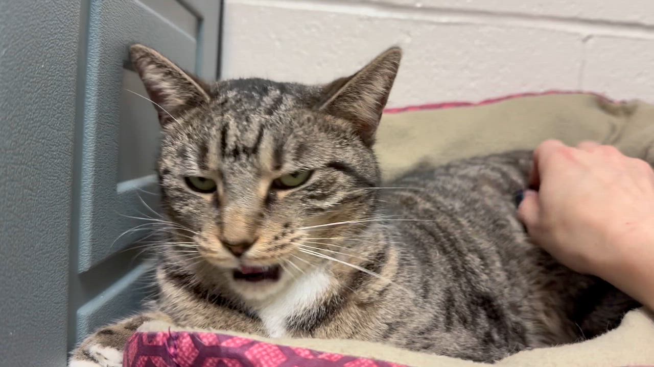 Enlarge Cleopatra, a Adoptable Domestic Short Hair in Latrobe, PA video 5/5