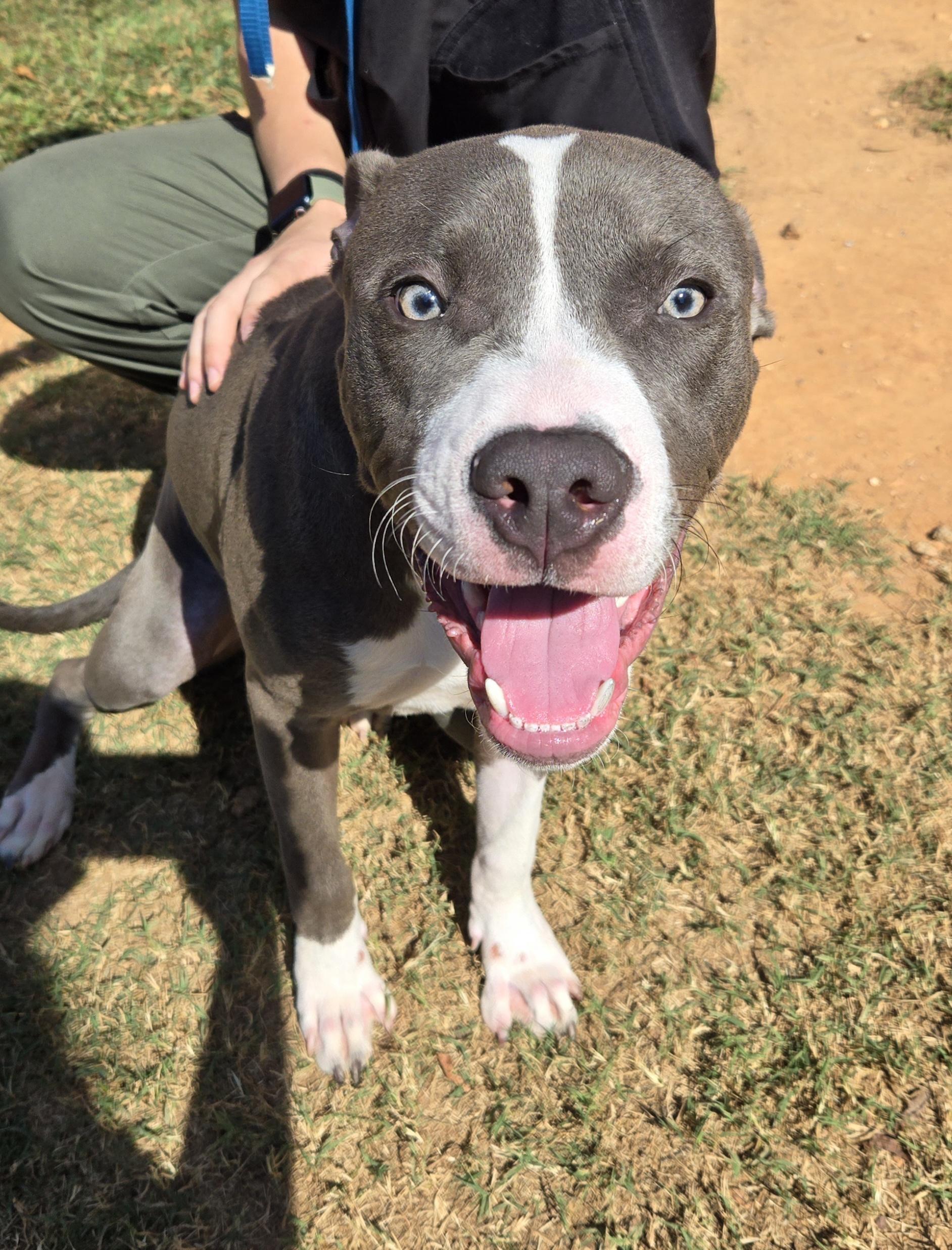 Waffles, Adoptable, Young Male American Staffordshire Terrier & Pit Bull Terrier.