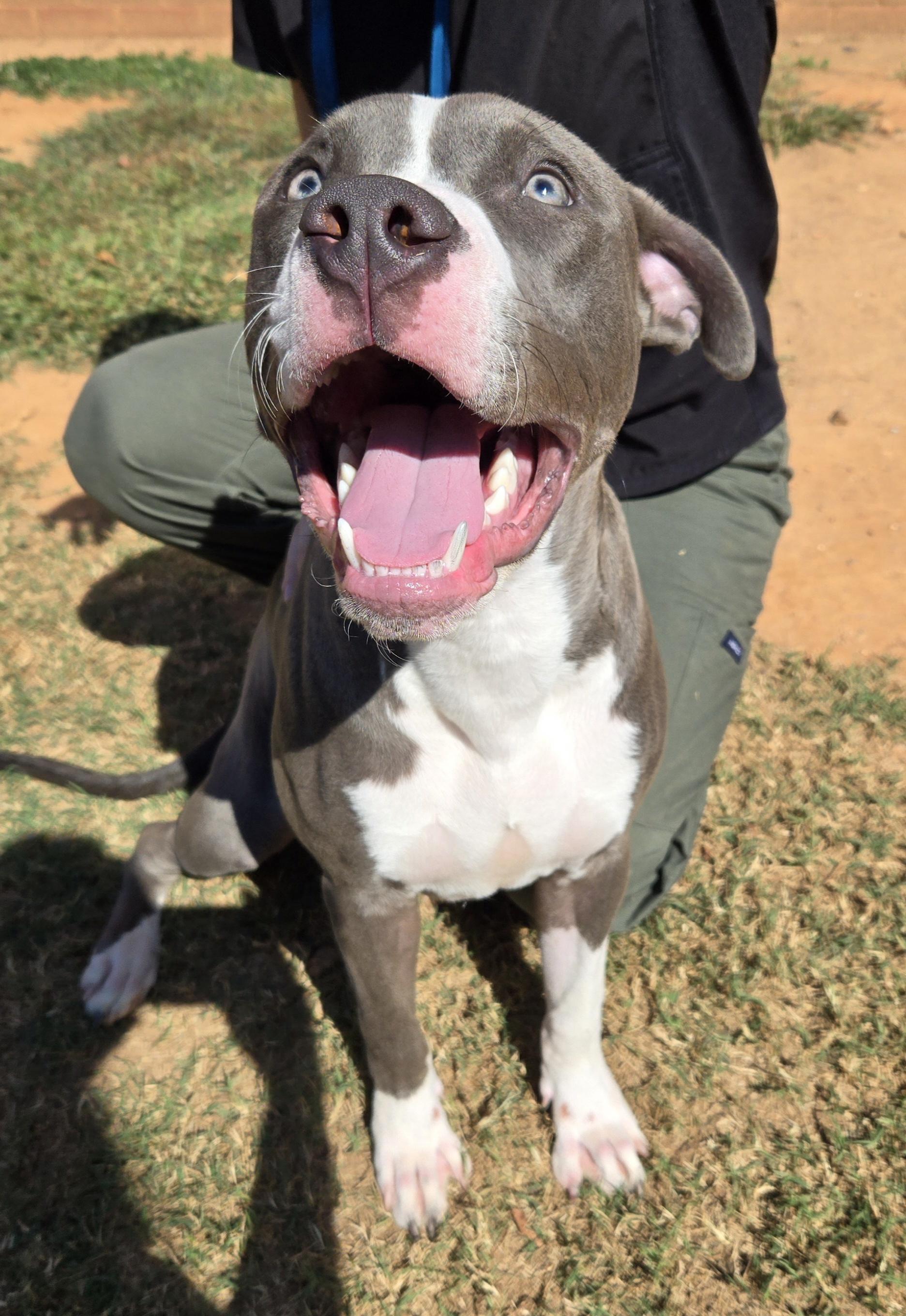 Waffles, a Adoptable mixed breed in Covington, GA image 3/4