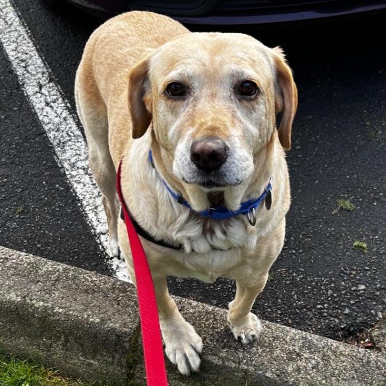 Willa, Adoptable, Adult Female Labrador Retriever.