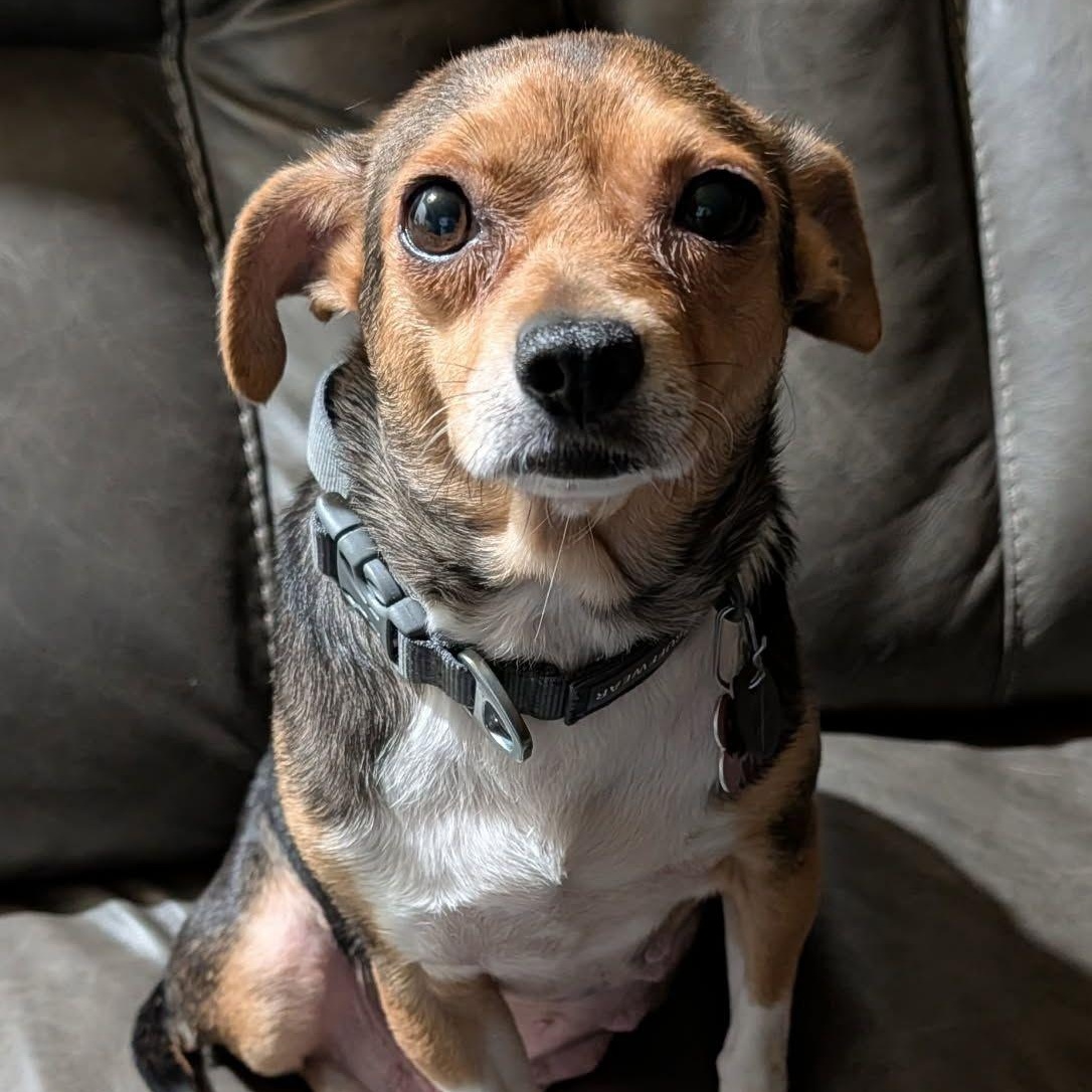 Daisy, Adoptable, Adult Female Beagle & Chihuahua.