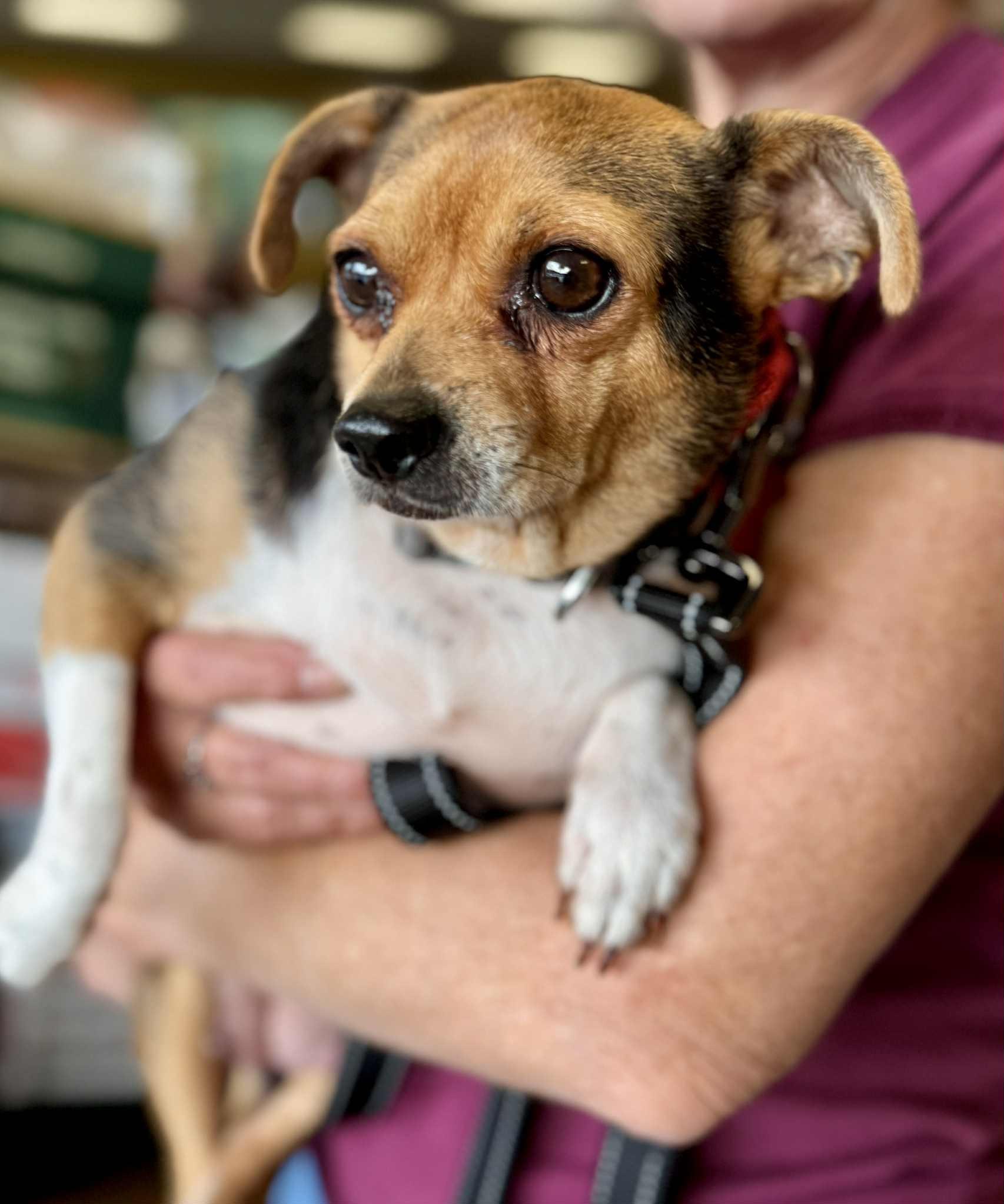 Enlarge Daisy, a Adoptable mixed breed in Covington, WA image 2/5