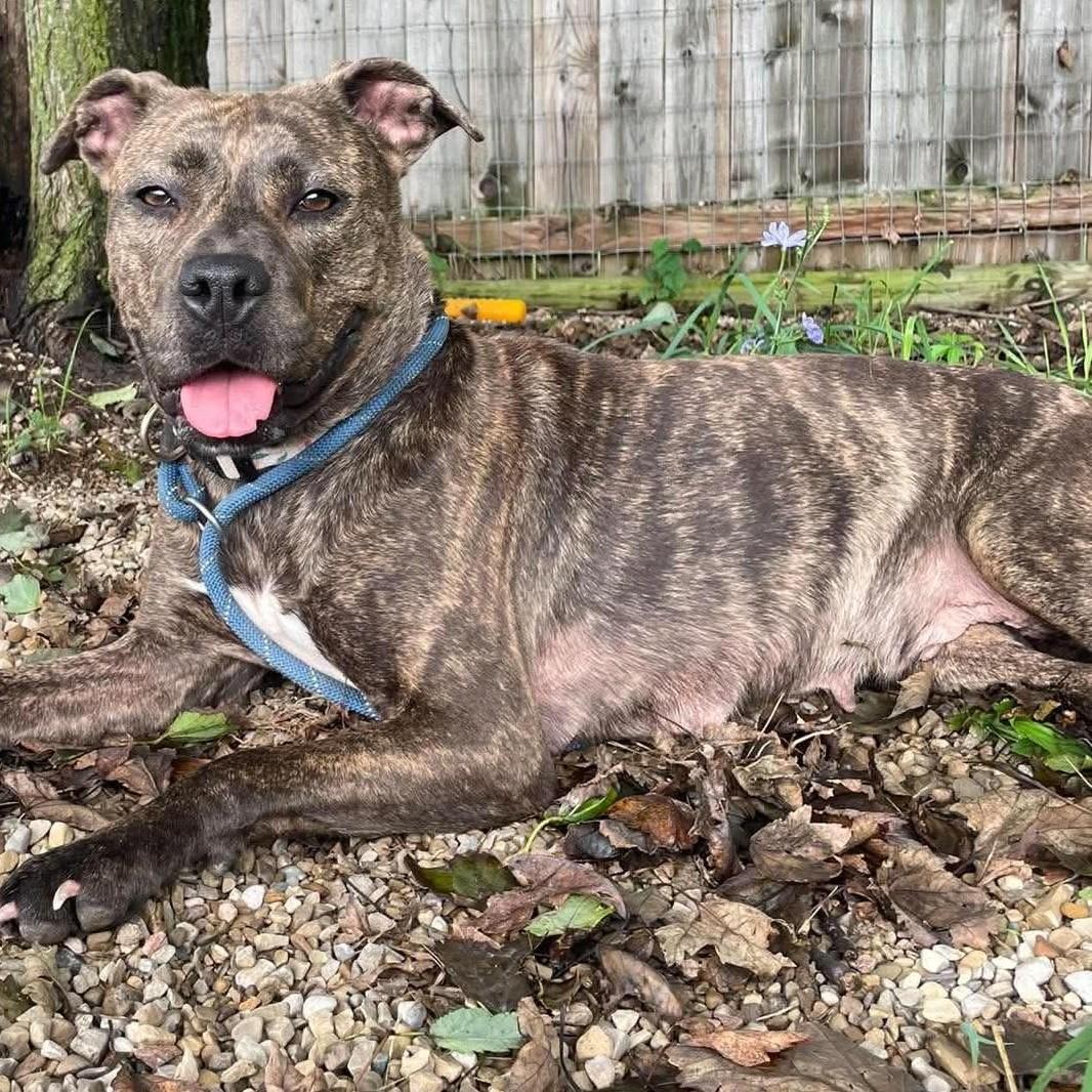 Enlarge Harper, a Adoptable mixed breed in Plain City, OH image 1/6