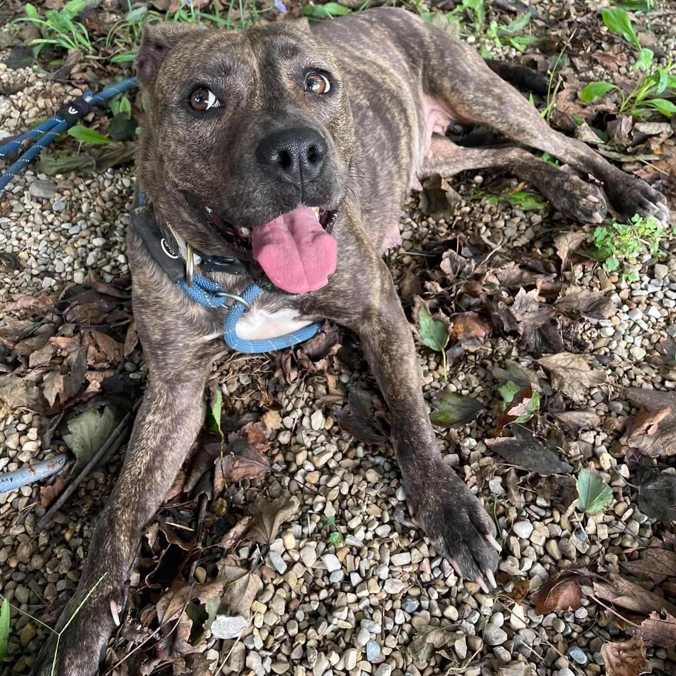 Enlarge Harper, a Adoptable mixed breed in Plain City, OH image 2/6