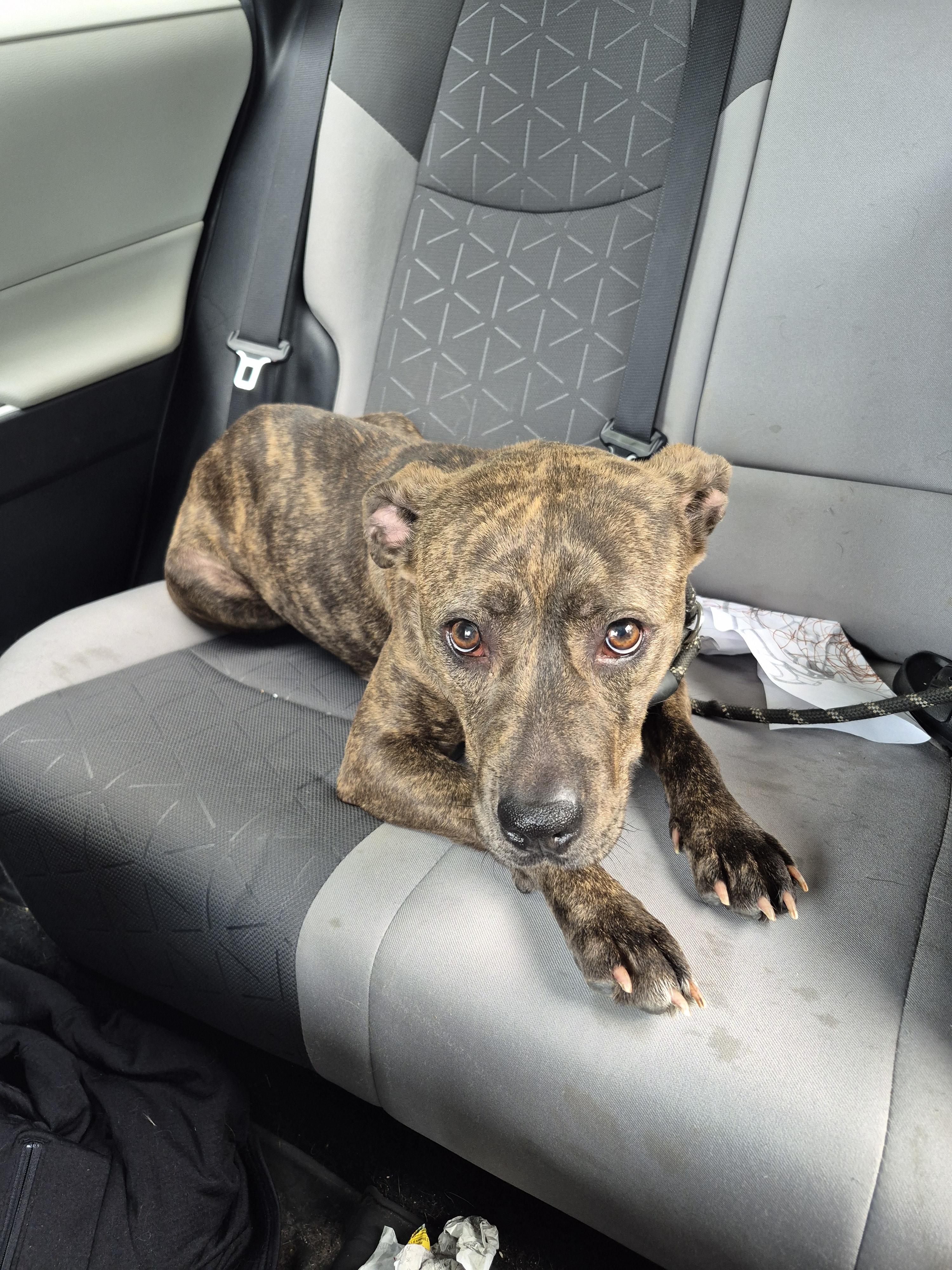 Enlarge Harper, a Adoptable mixed breed in Plain City, OH image 3/6
