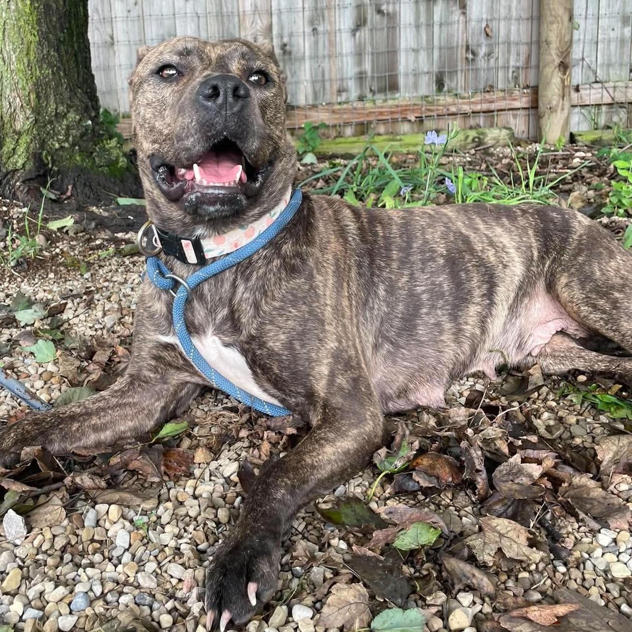 Enlarge Harper, a Adoptable mixed breed in Plain City, OH image 4/6
