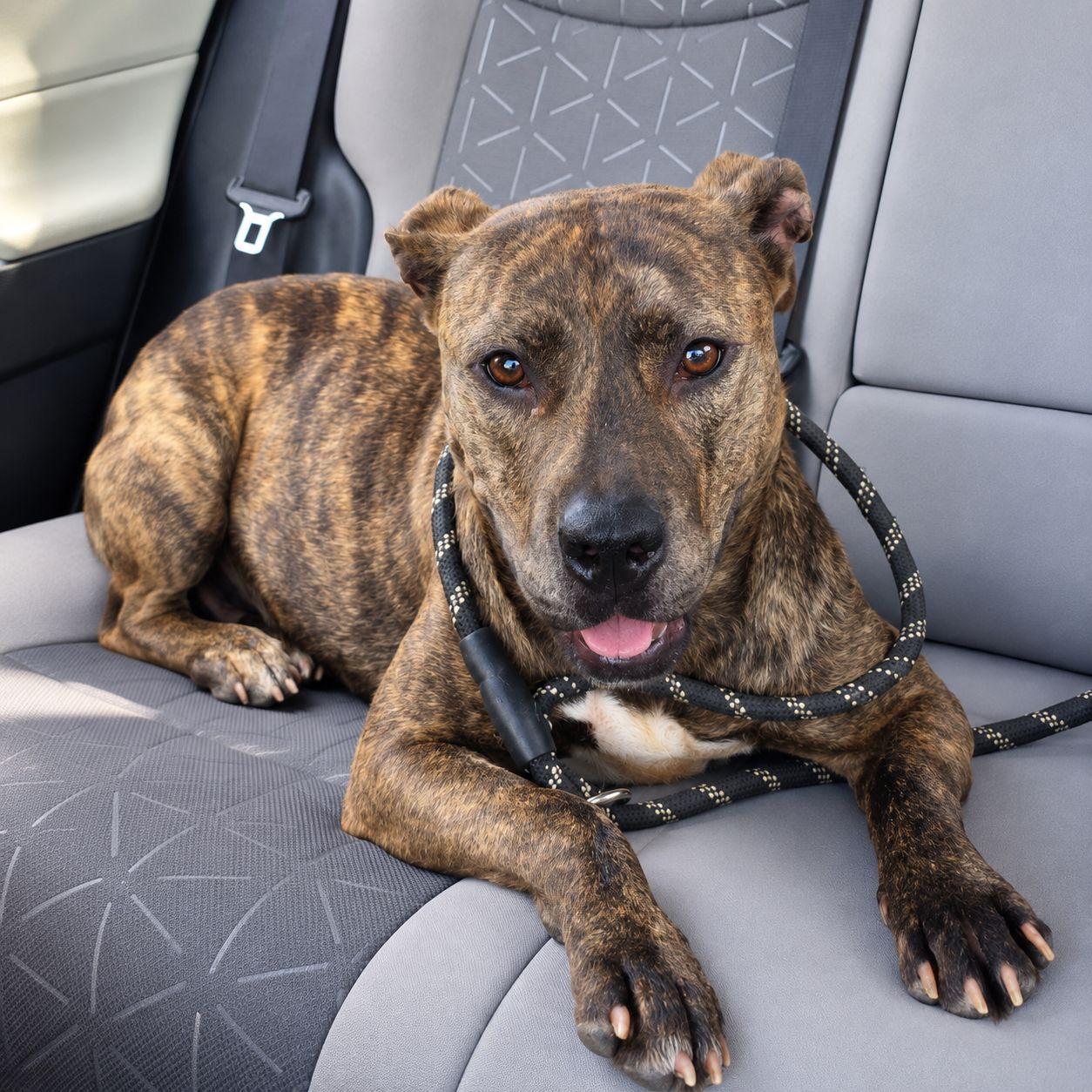 Enlarge Harper, a Adoptable mixed breed in Plain City, OH image 5/6