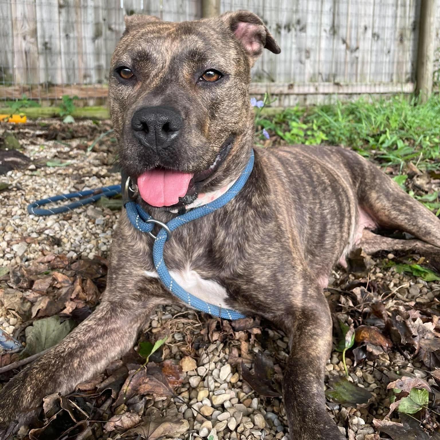 Enlarge Harper, a Adoptable mixed breed in Plain City, OH image 6/6
