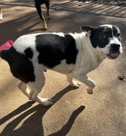 Enlarge Potter, a Adoptable mixed breed in Wilkesboro, NC image 1/3