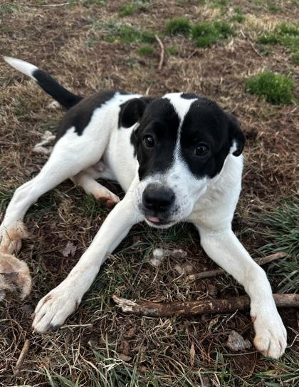 Potter, Adoptable, Young Male Labrador Retriever & Mixed Breed.