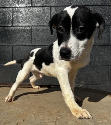 Enlarge Potter, a Adoptable mixed breed in Wilkesboro, NC image 2/3