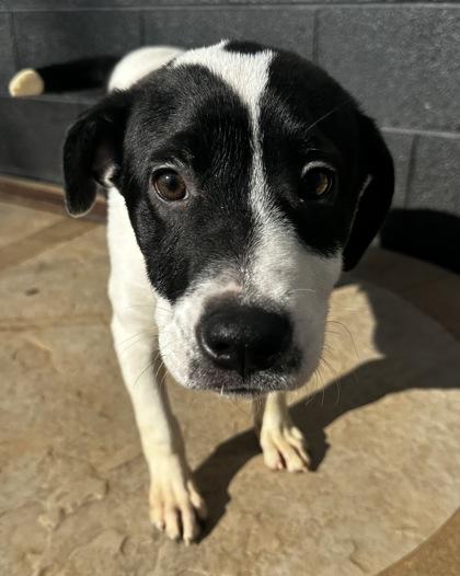 Enlarge Potter, a Adoptable mixed breed in Wilkesboro, NC image 3/3
