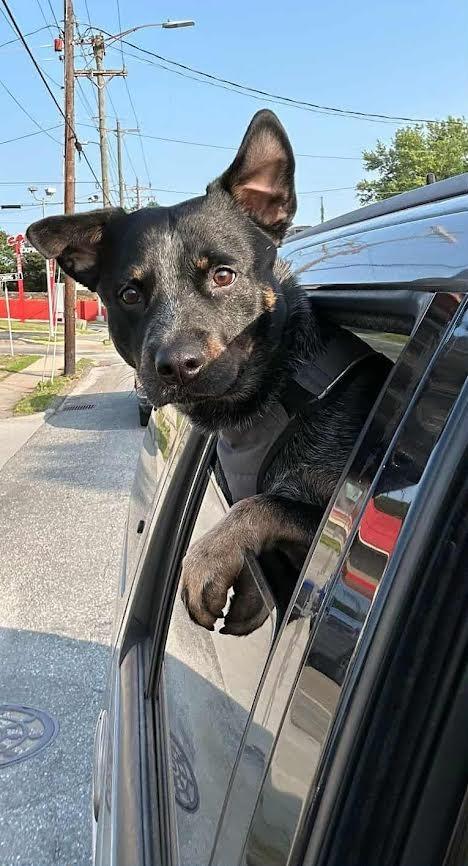 Enlarge Blue Heeler (Courtesy Post), a Adoptable mixed breed in Rutherfordton, NC image 2/2