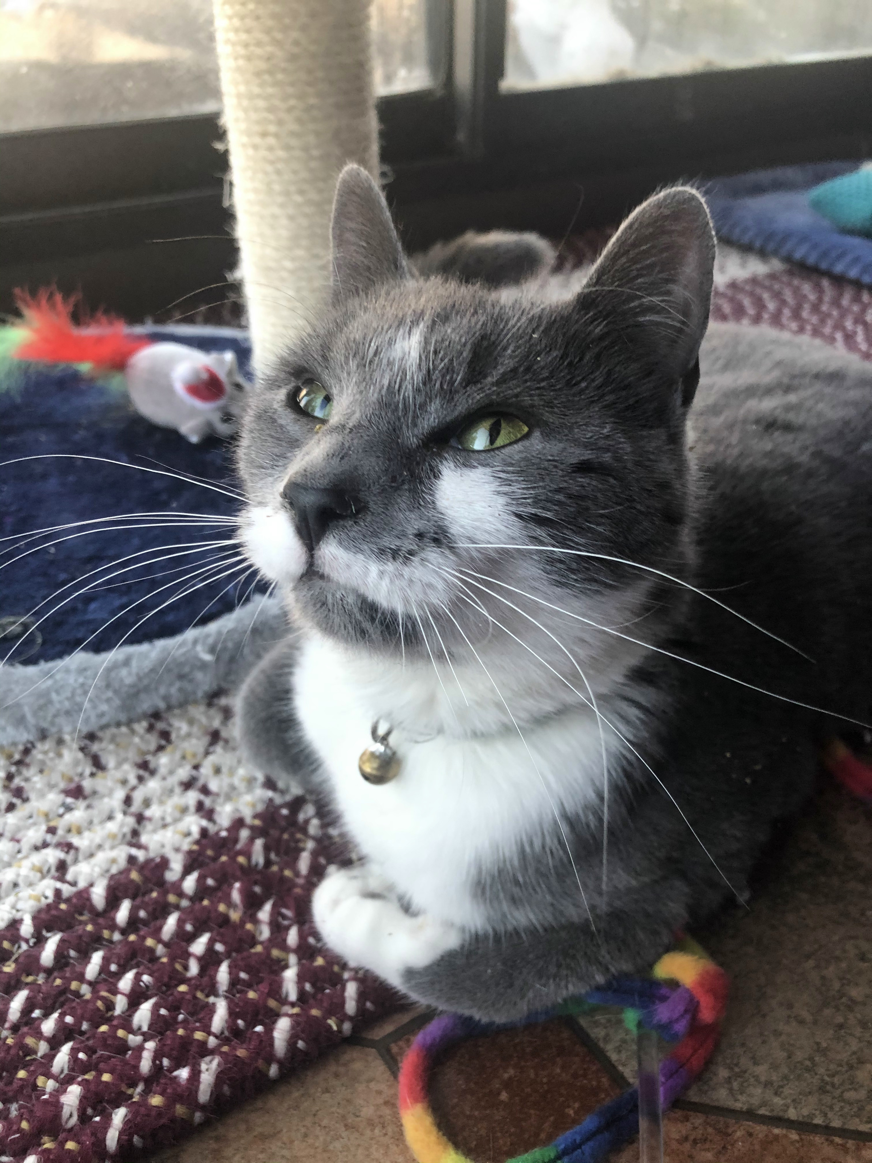 Jinny, a Adoptable Domestic Short Hair in Closter, NJ image 1/12