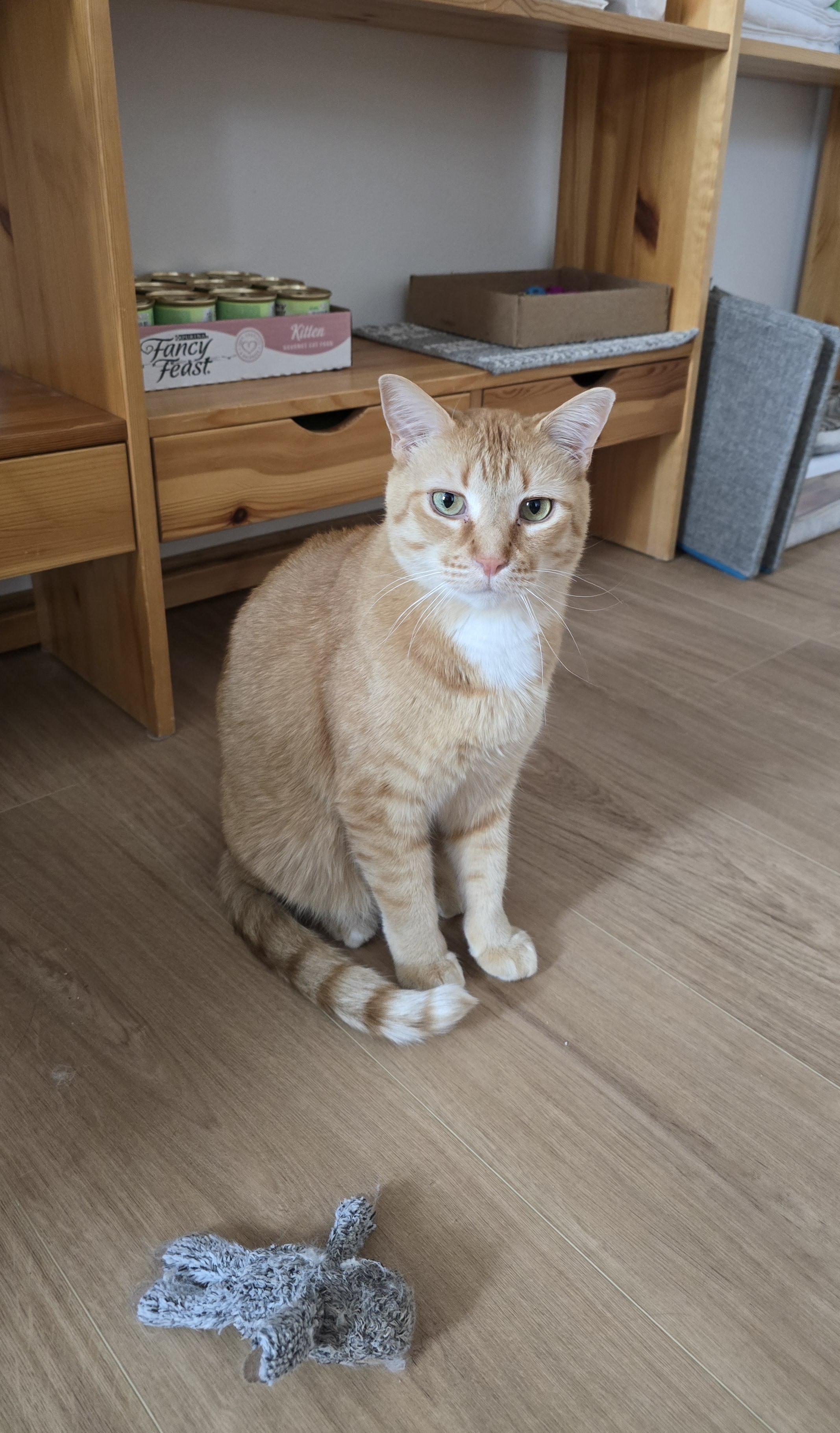 Punkin, a Adoptable Domestic Short Hair in Fargo, ND image 2/4