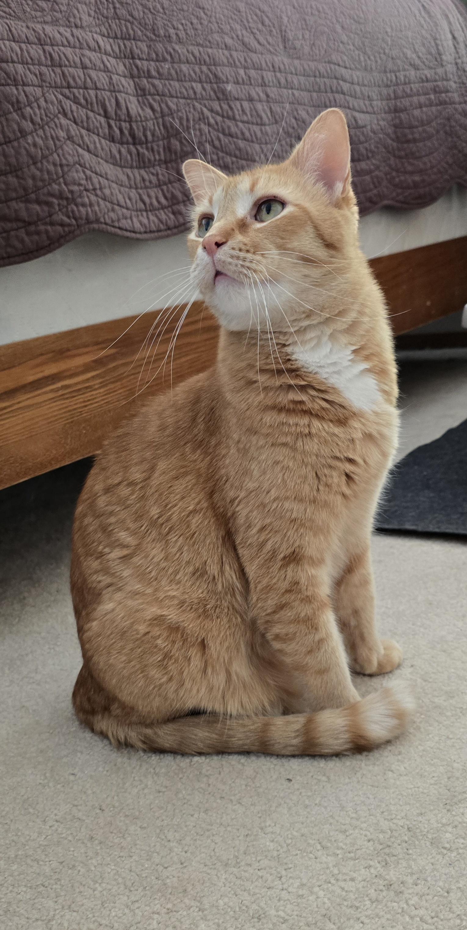 Enlarge Punkin, a Adoptable Domestic Short Hair in Fargo, ND image 1/5