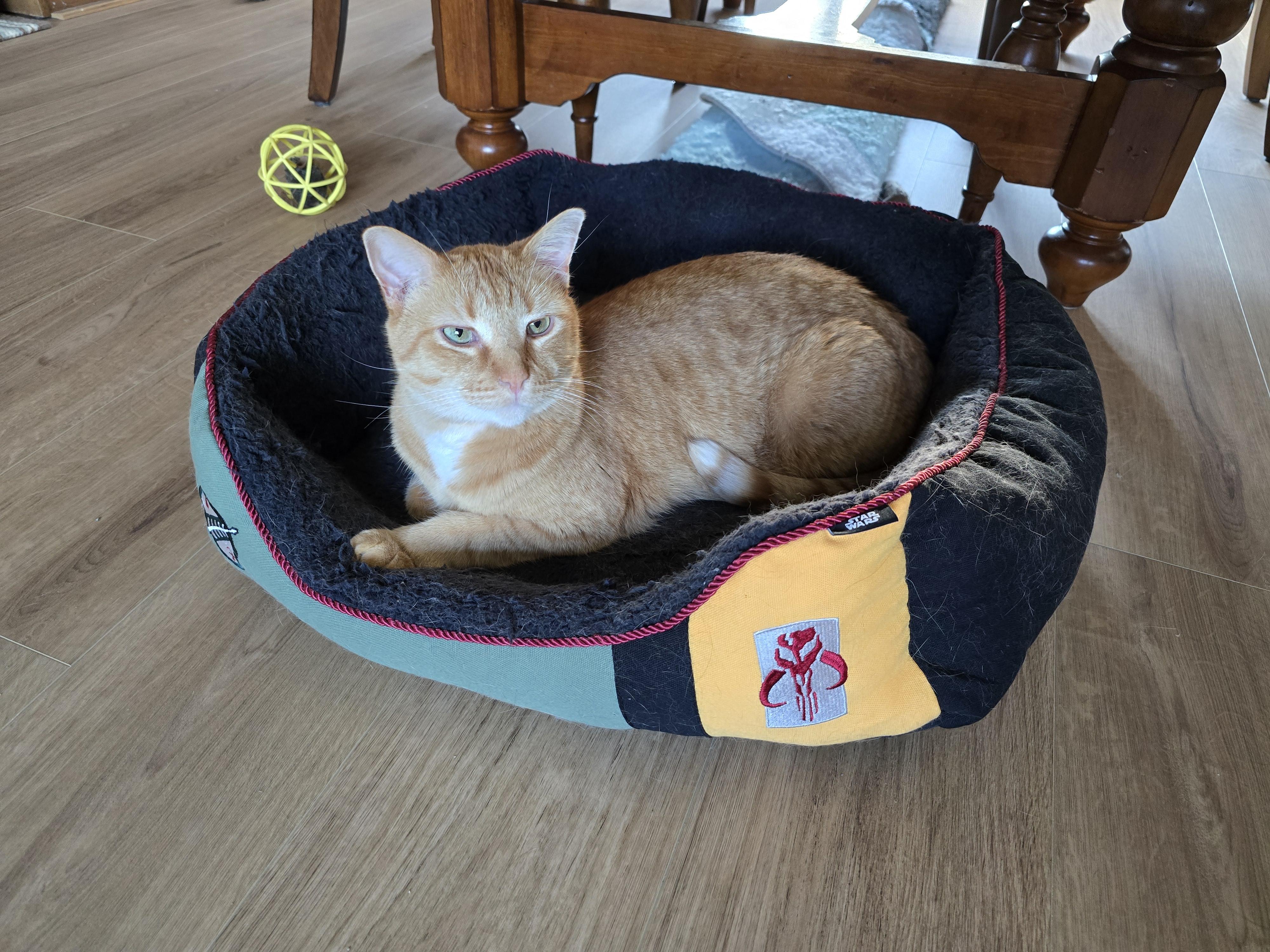 Punkin, Adoptable, Adult Male Domestic Short Hair.