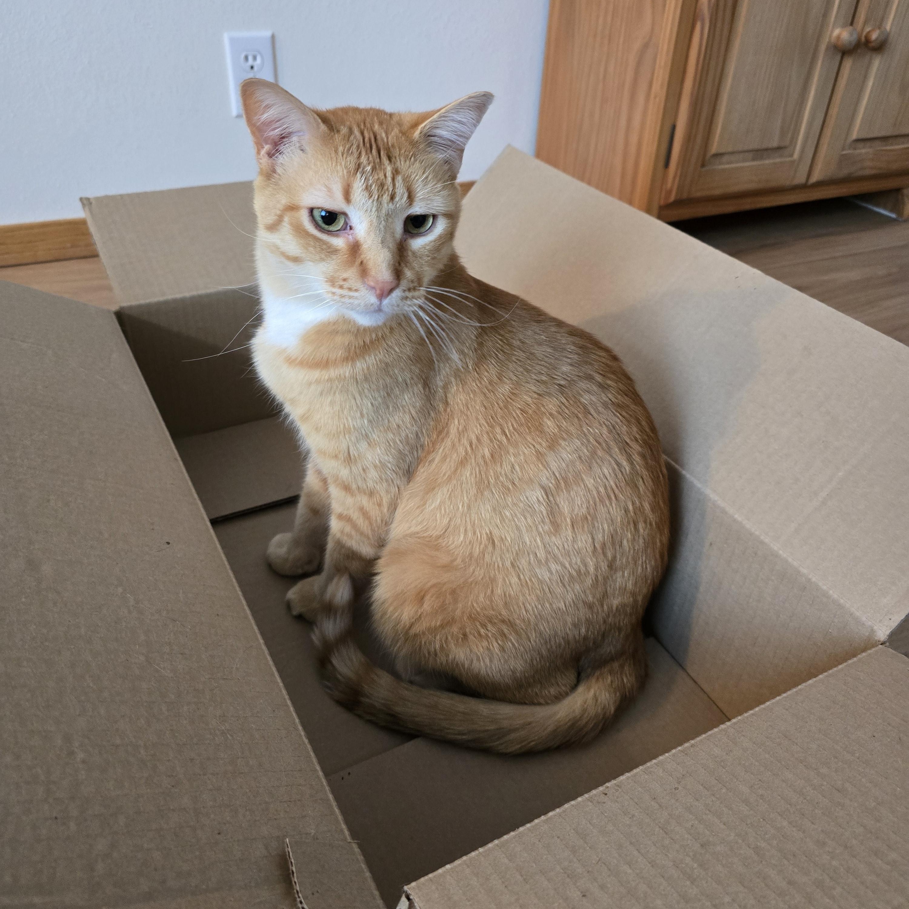 Enlarge Punkin, a Adoptable Domestic Short Hair in Fargo, ND image 4/5