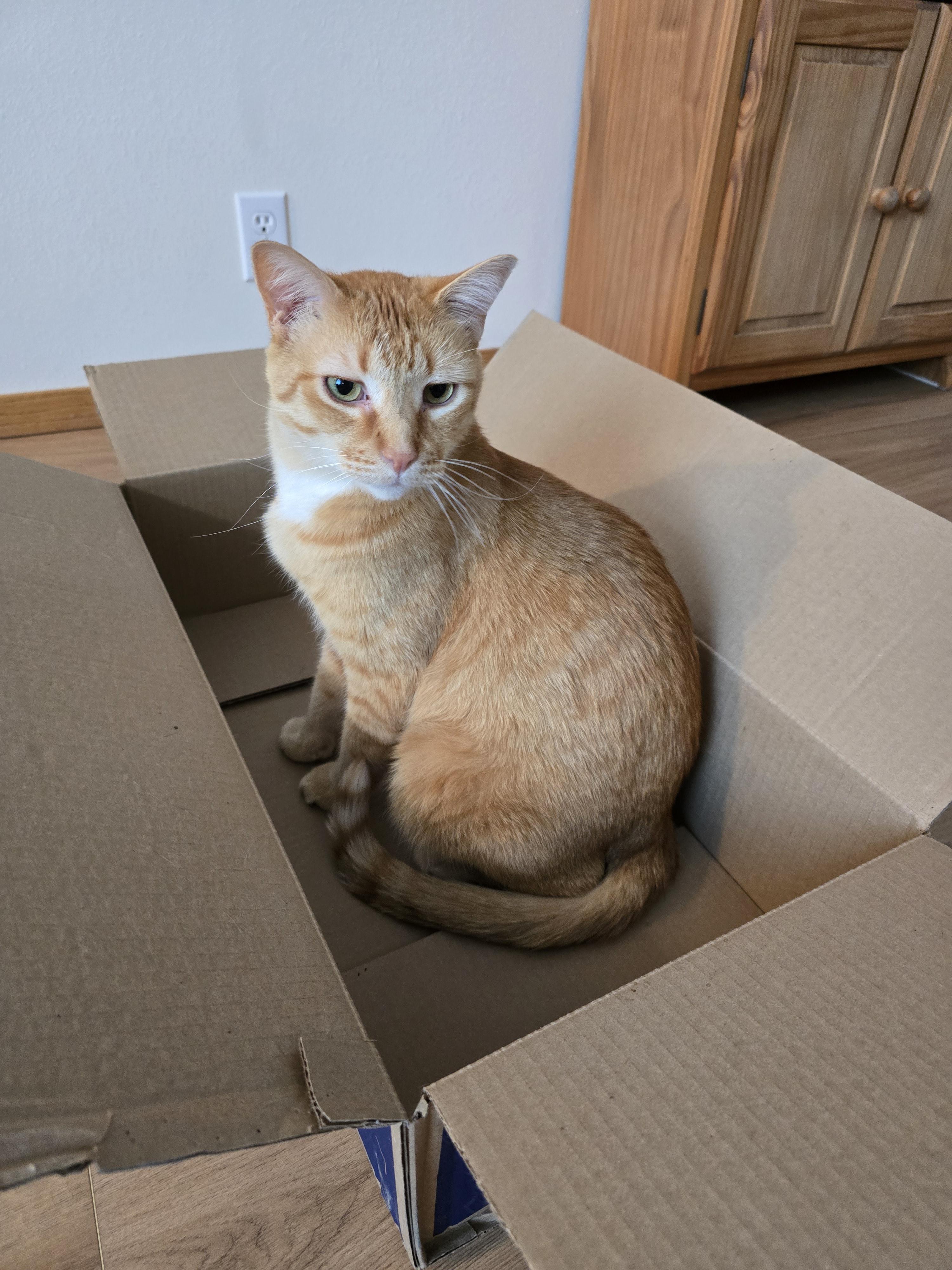 Punkin, a Adoptable Domestic Short Hair in Fargo, ND image 3/4