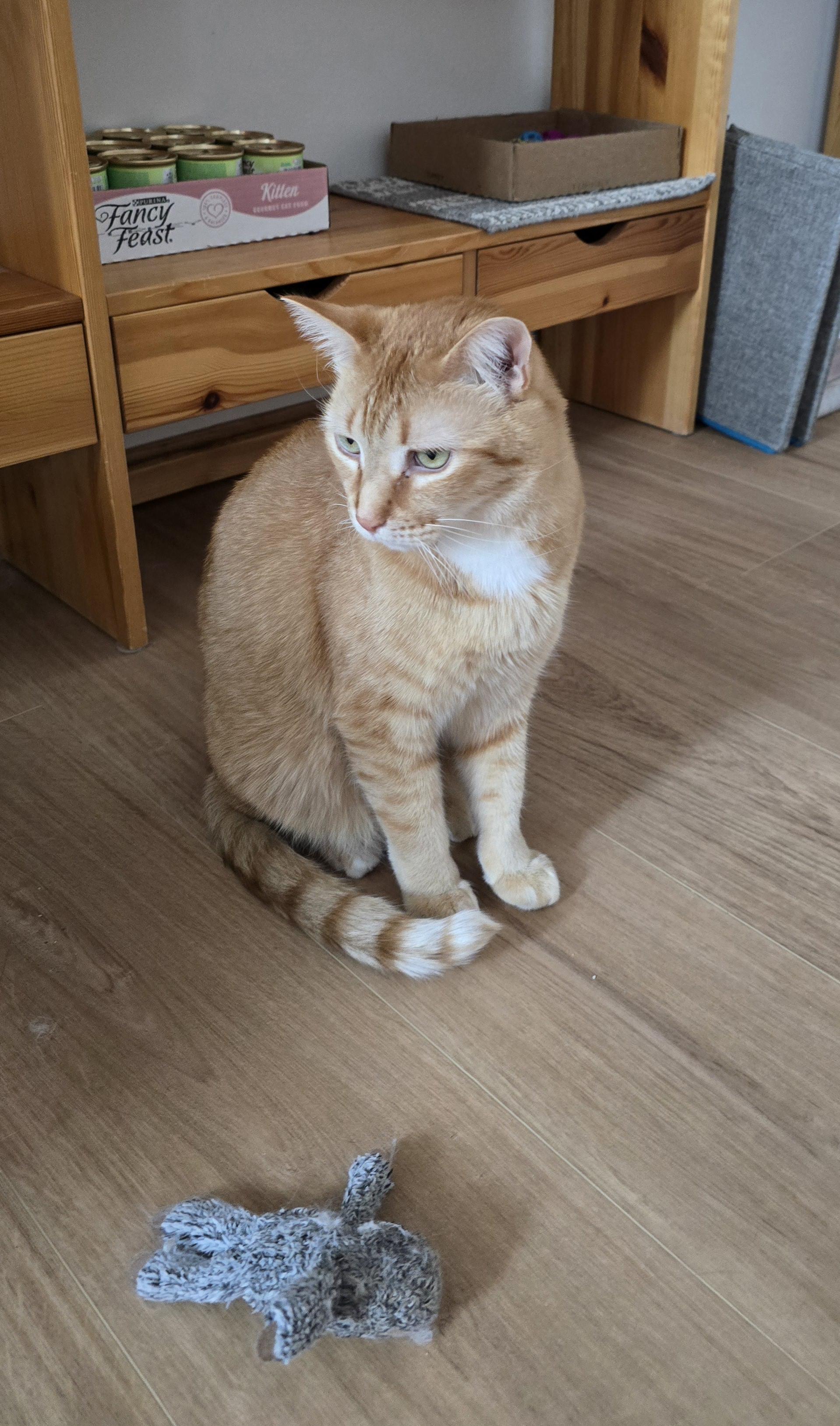 Punkin, a Adoptable Domestic Short Hair in Fargo, ND image 4/4