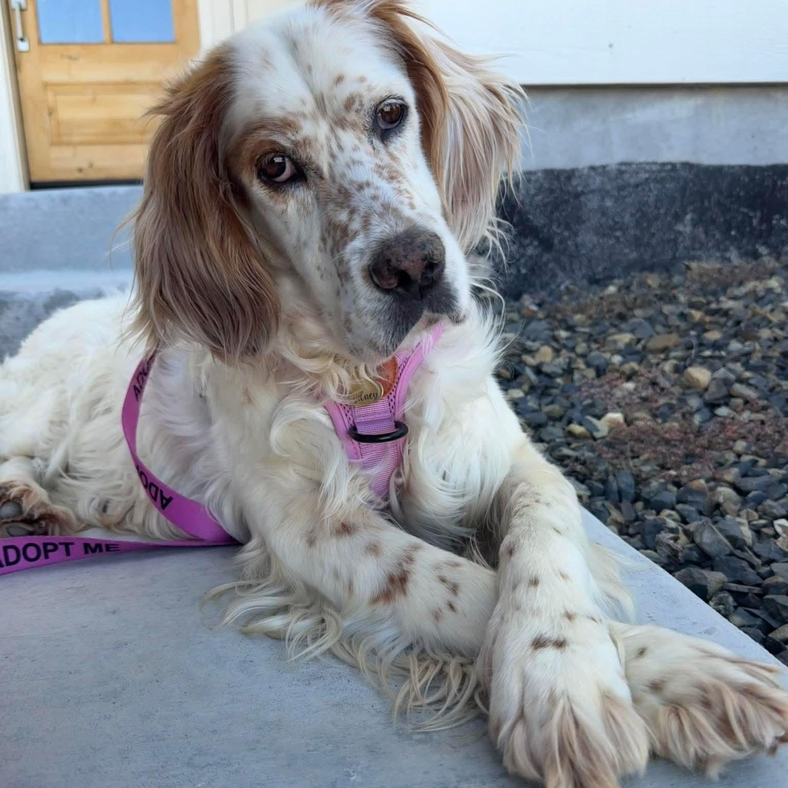 Sydney, Adoptable, Adult Female Setter.