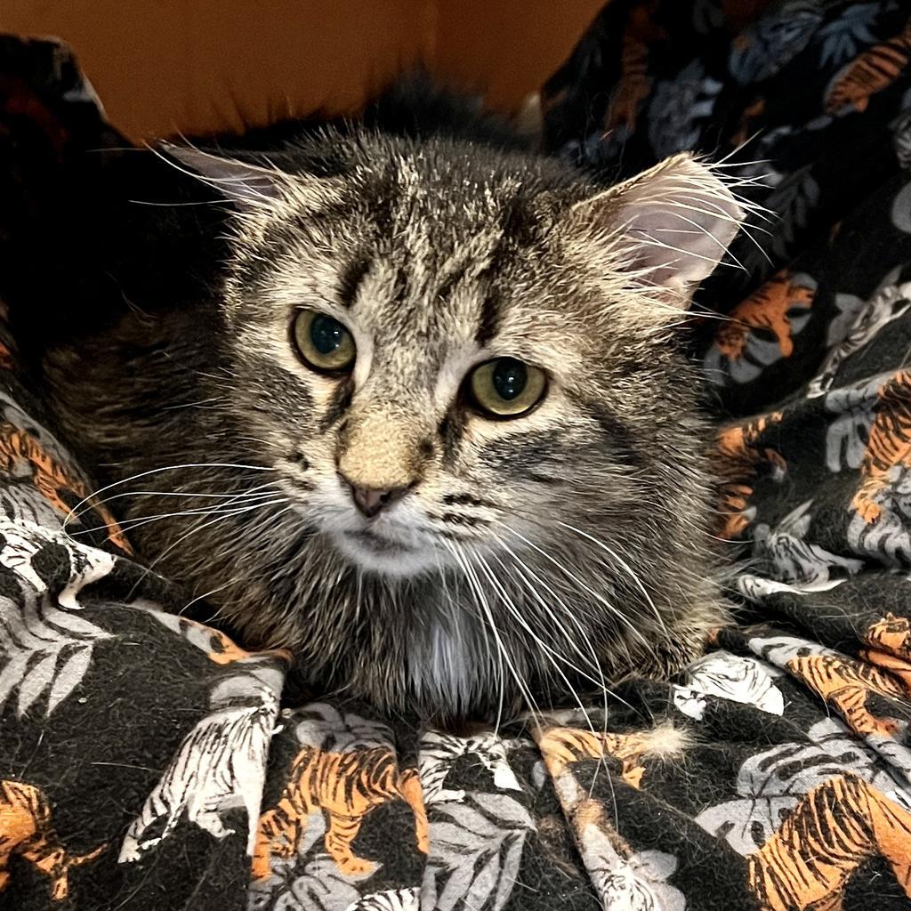 Toki Wartooth, Adoptable, Adult Male Domestic Long Hair.