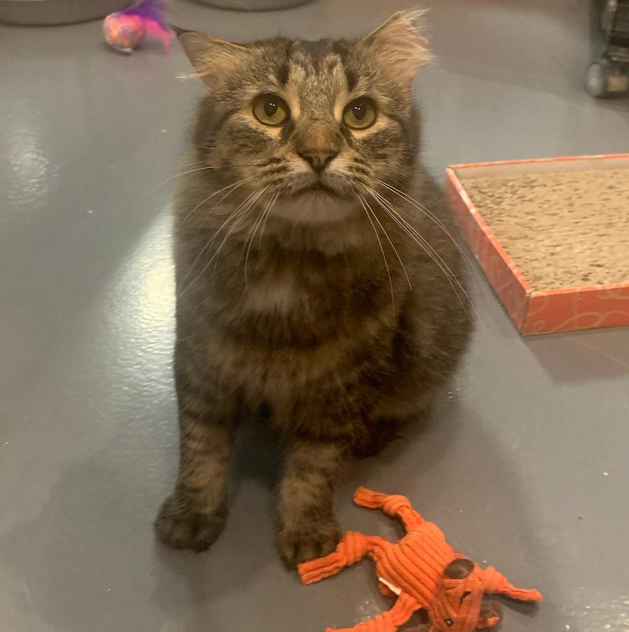 Enlarge Toki Wartooth, a Adoptable mixed breed in South Bend, IN image 5/6