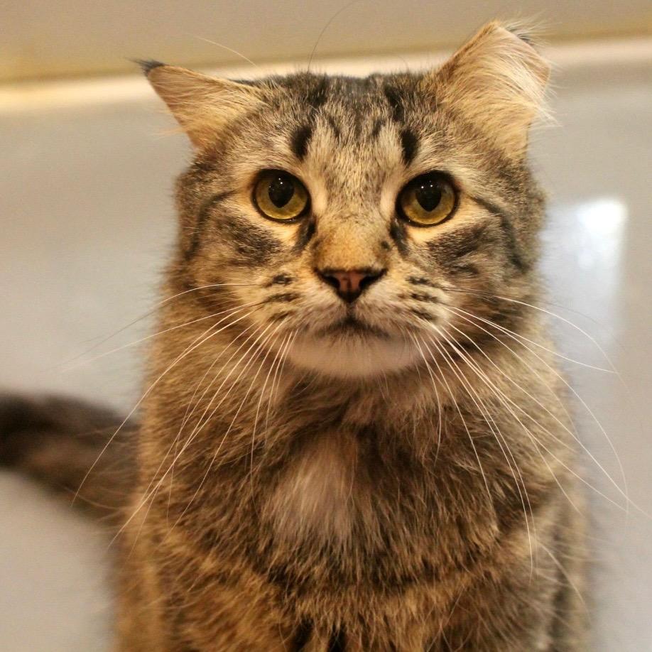 Enlarge Toki Wartooth, a Adoptable mixed breed in South Bend, IN image 6/6