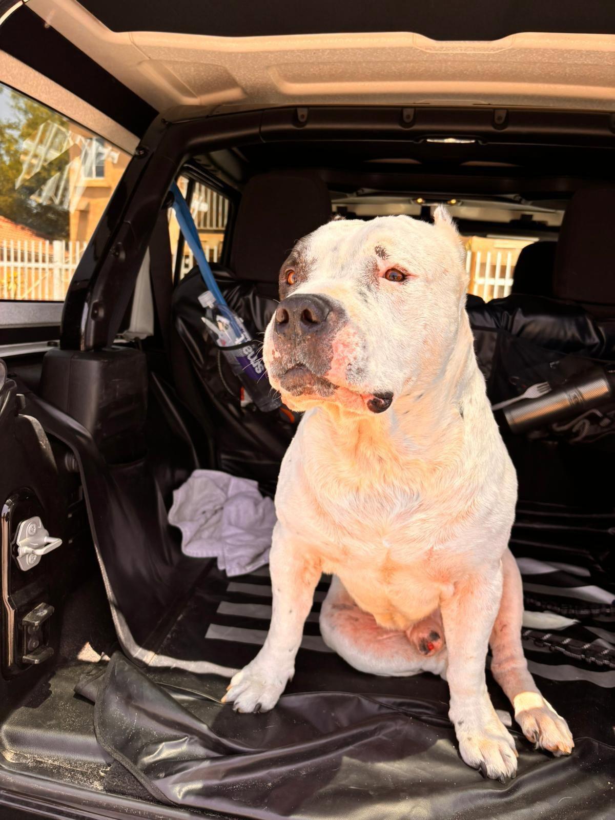 Enlarge Senior Rocko, a Adoptable Pit Bull Terrier in San Diego, CA image 3/3
