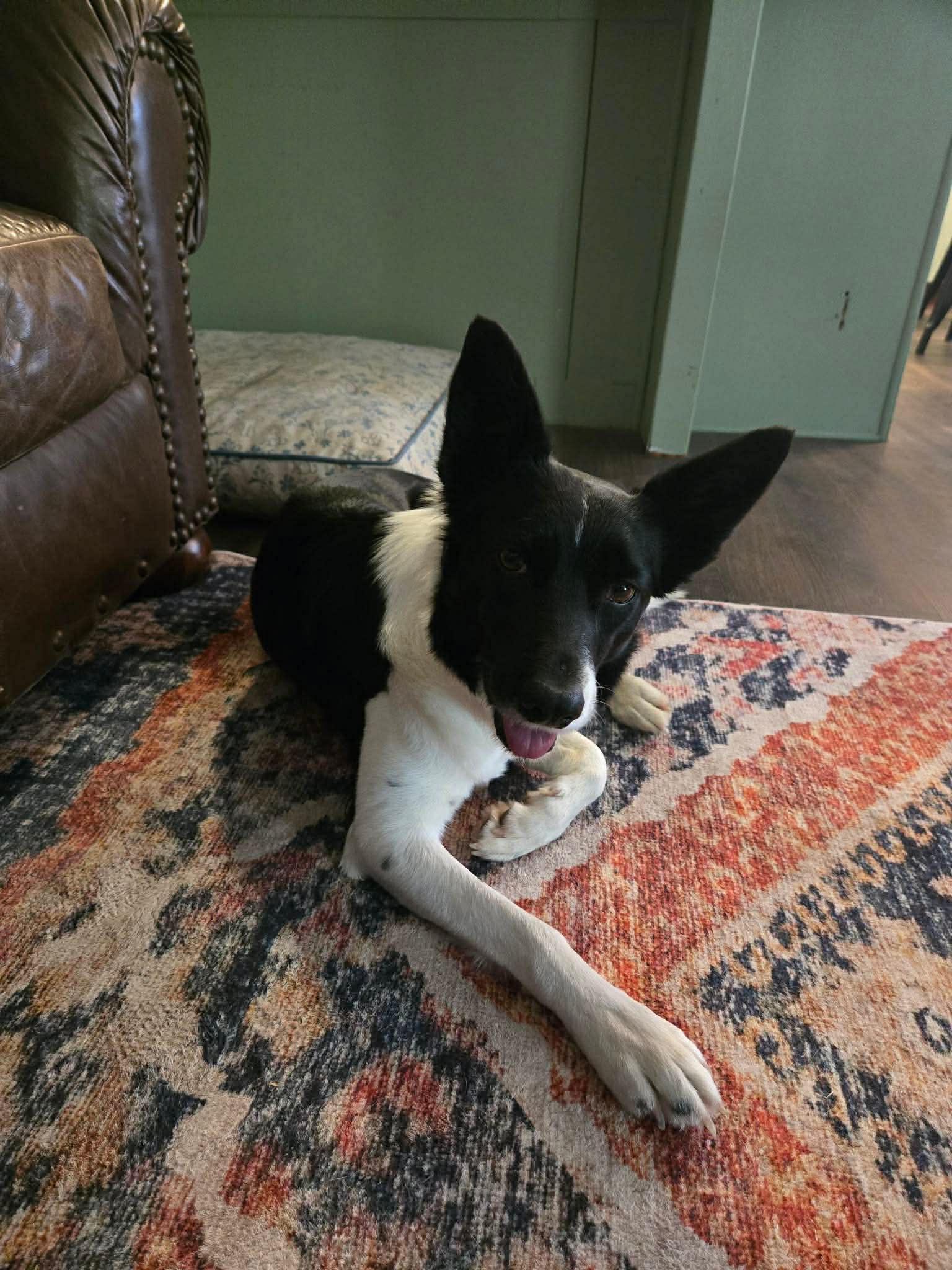 Hazel, an adopted mixed breed in Wichita Falls, TX image 3/4
