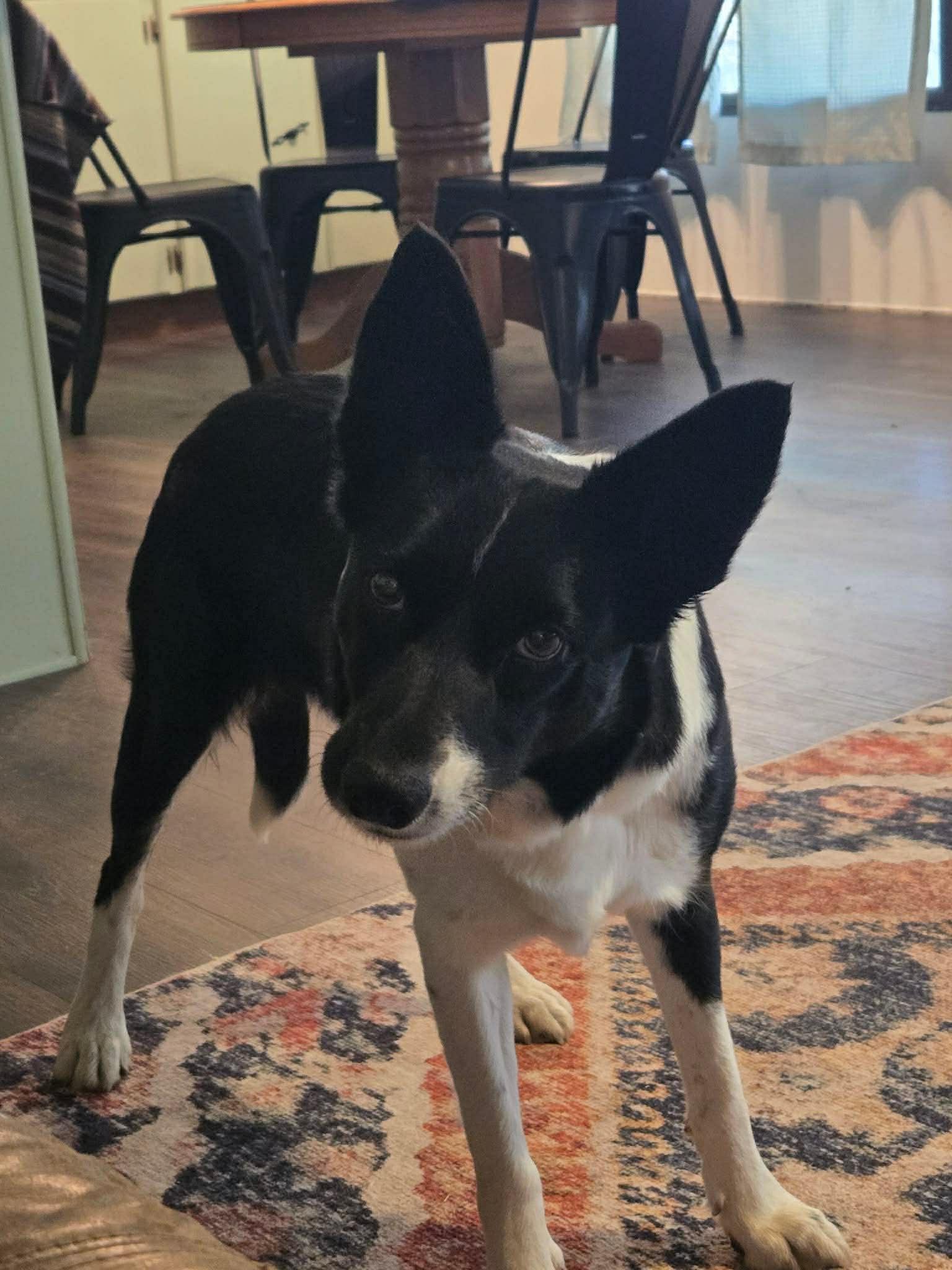 Hazel, adopted, Young Female Border Collie.