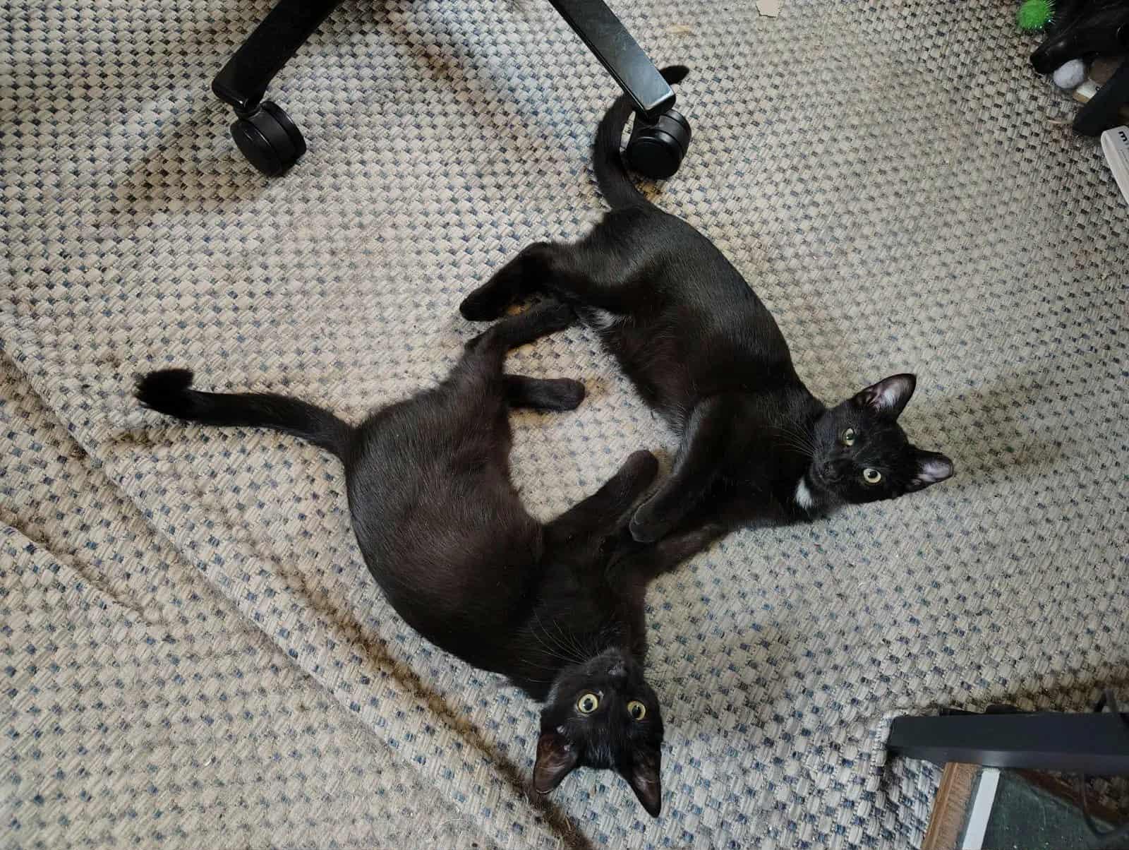 Juice Newton and Windsor Newton