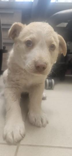 Blossom, Adoptable, Young Female Cattle Dog & Mixed Breed.