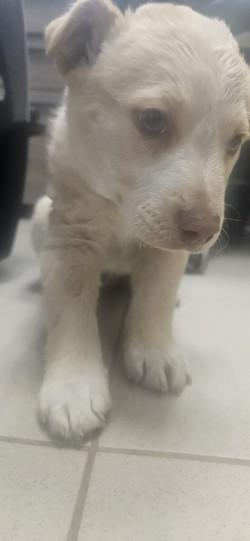 Blossom, a Adoptable mixed breed in Edgewood, NM image 2/2