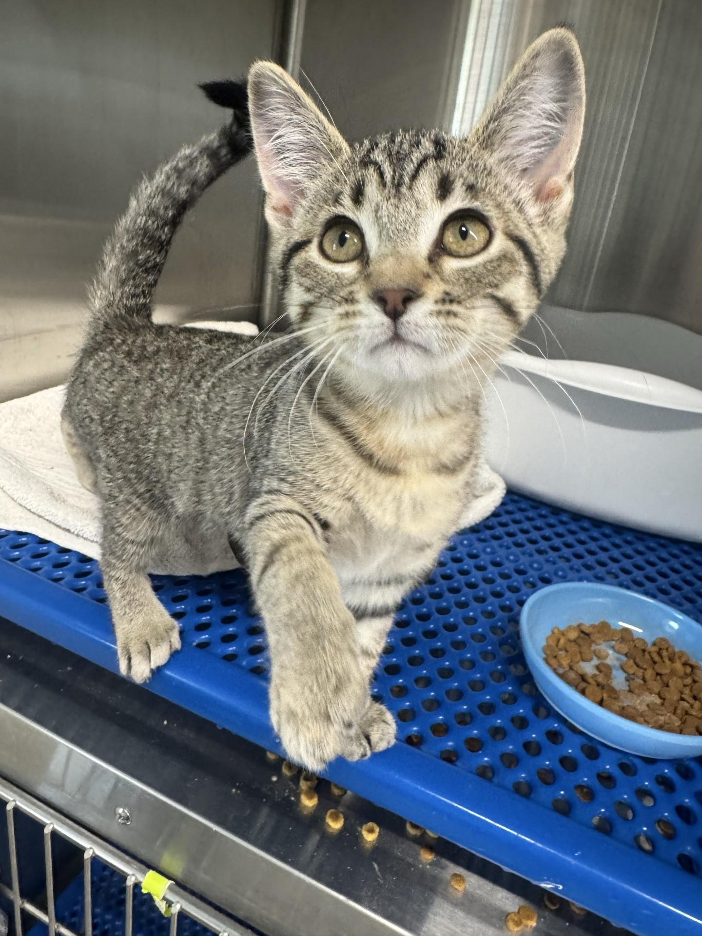 Pearl, ADOPTABLE, Kitten Female Domestic Short Hair.