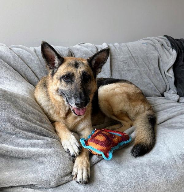 Enlarge Remi, a Adoptable German Shepherd Dog in Austin, TX image 1/6