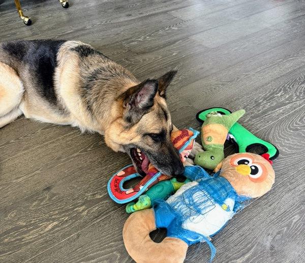 Enlarge Remi, a Adoptable German Shepherd Dog in Austin, TX image 2/6