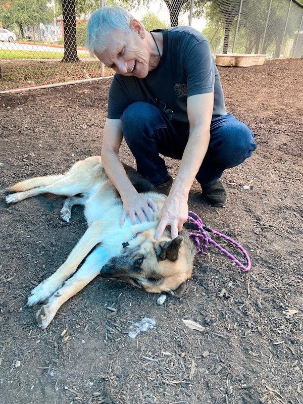 Enlarge Remi, a Adoptable German Shepherd Dog in Austin, TX image 6/6