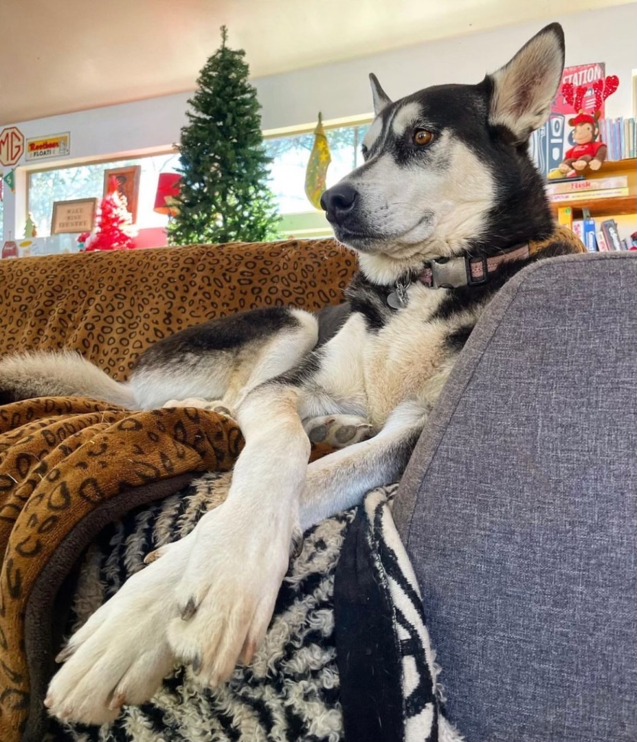 Caliber, Adopted, Adult Male Siberian Husky.